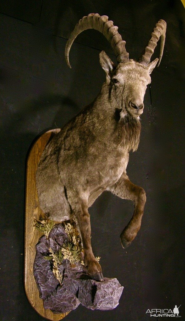 Mid Asian Ibex Taxidermy Mount