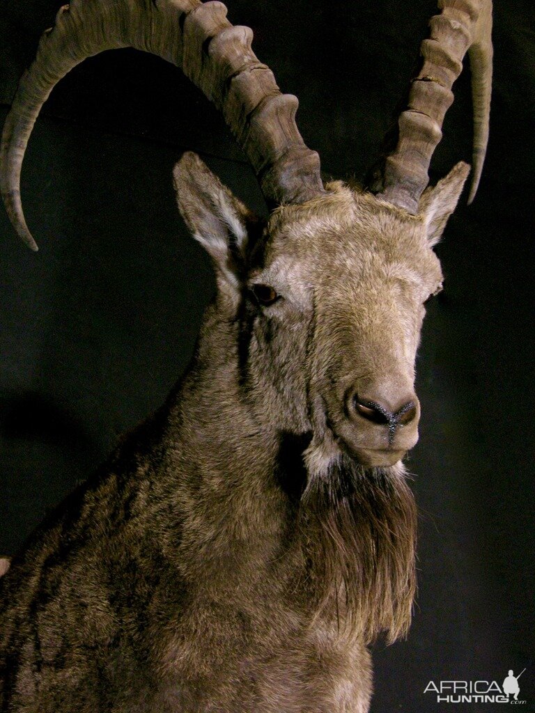 Mid Asian Ibex Taxidermy Mount