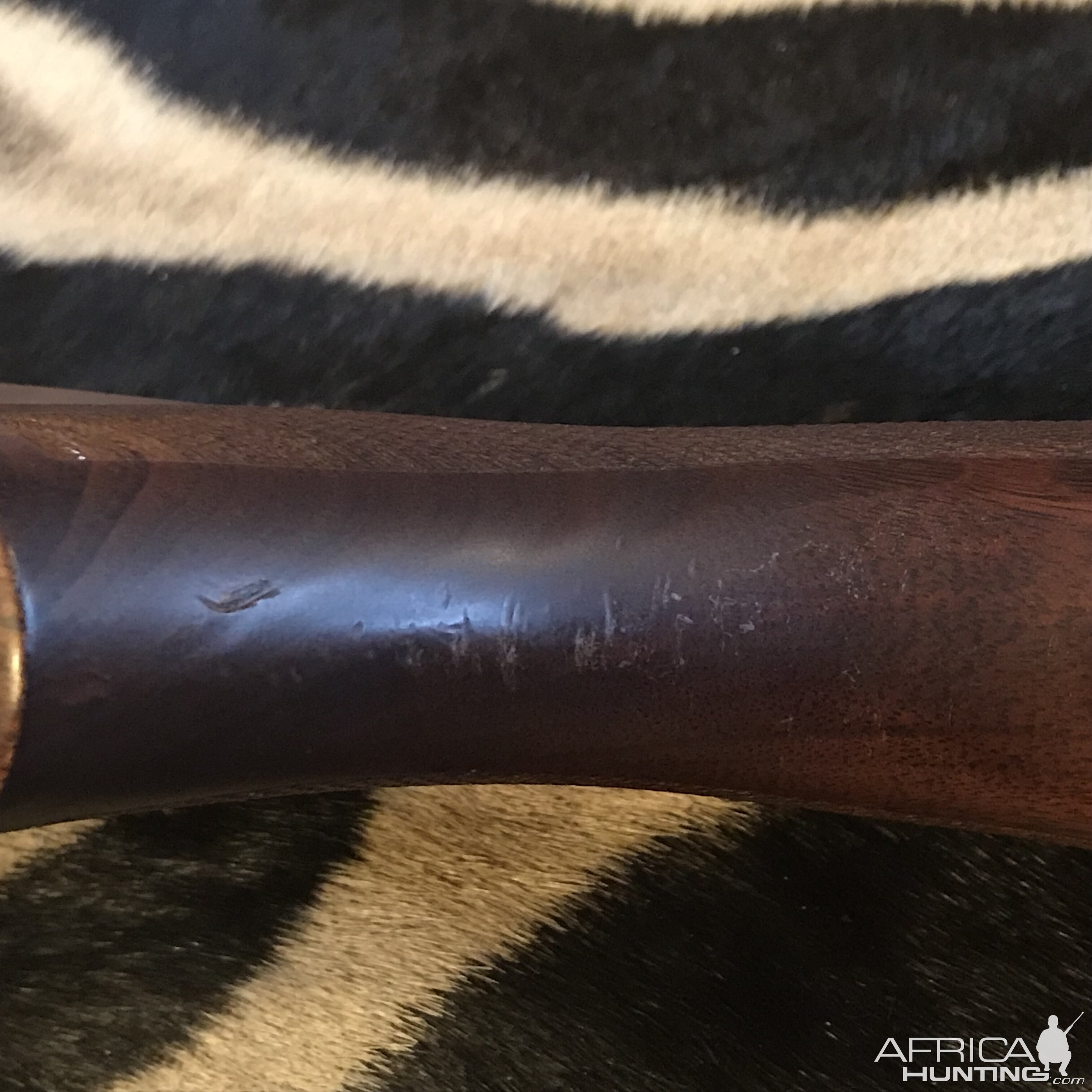 Model 70 Safari Express in 416 Rem Mag