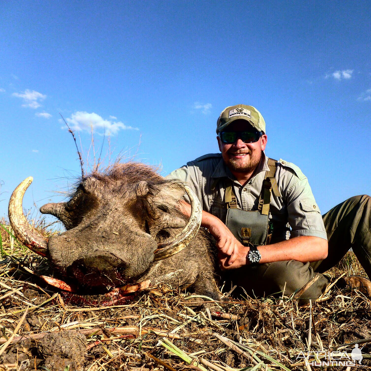 Mokore Safaris:  Warthog