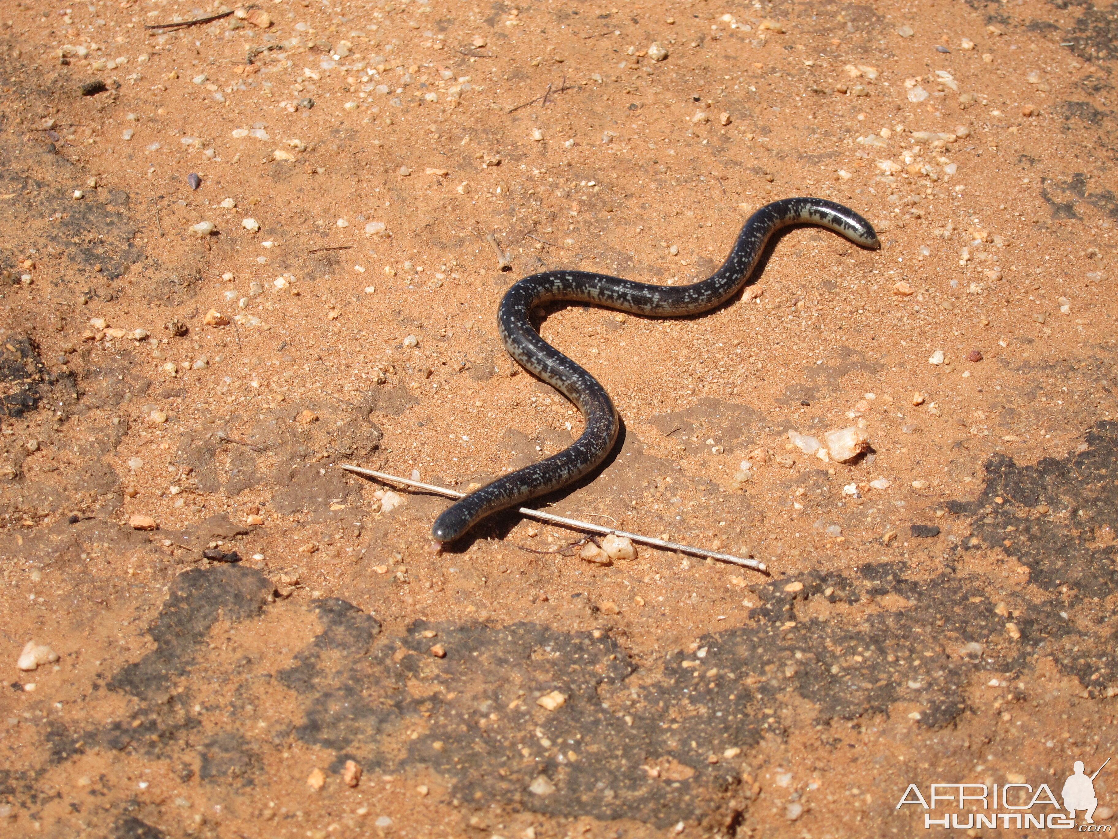 Mole Snake Namibia