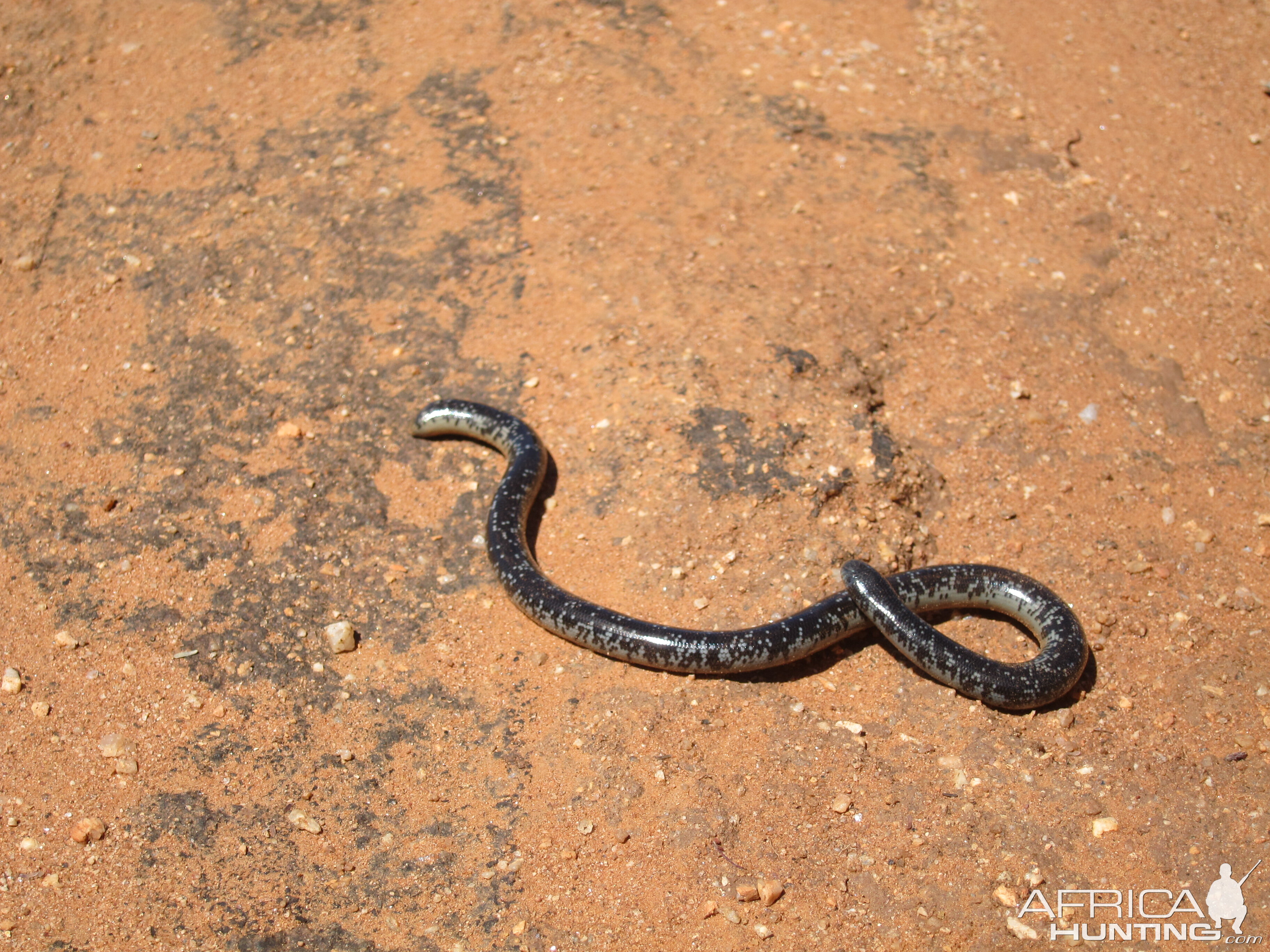 Mole Snake Namibia