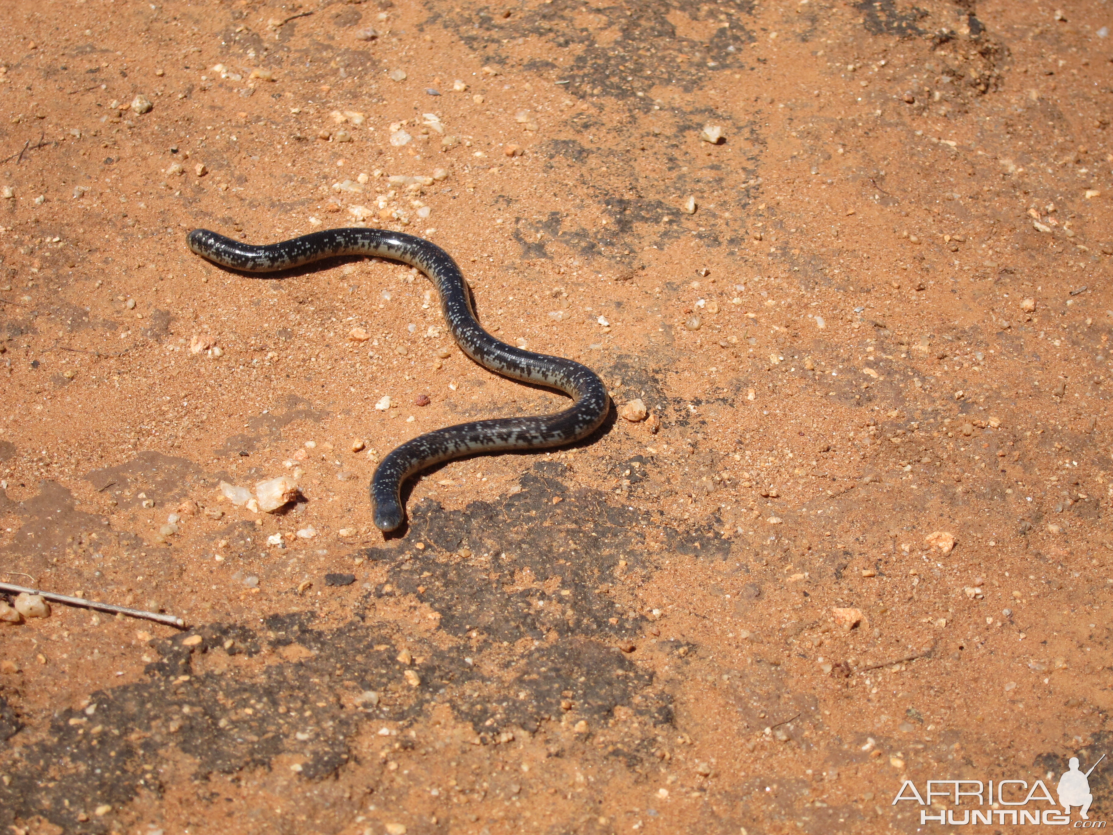 Mole Snake Namibia