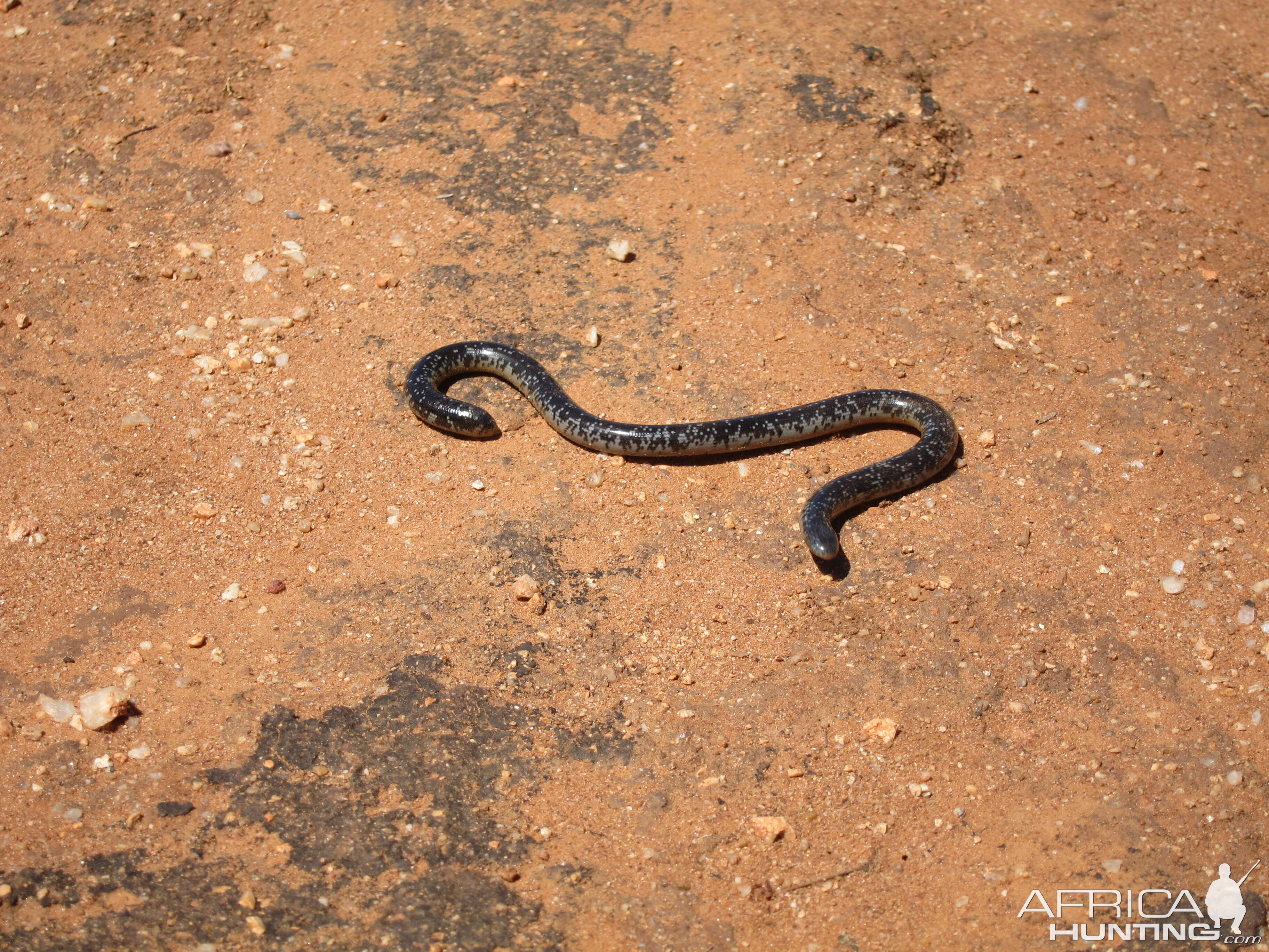 Mole Snake Namibia