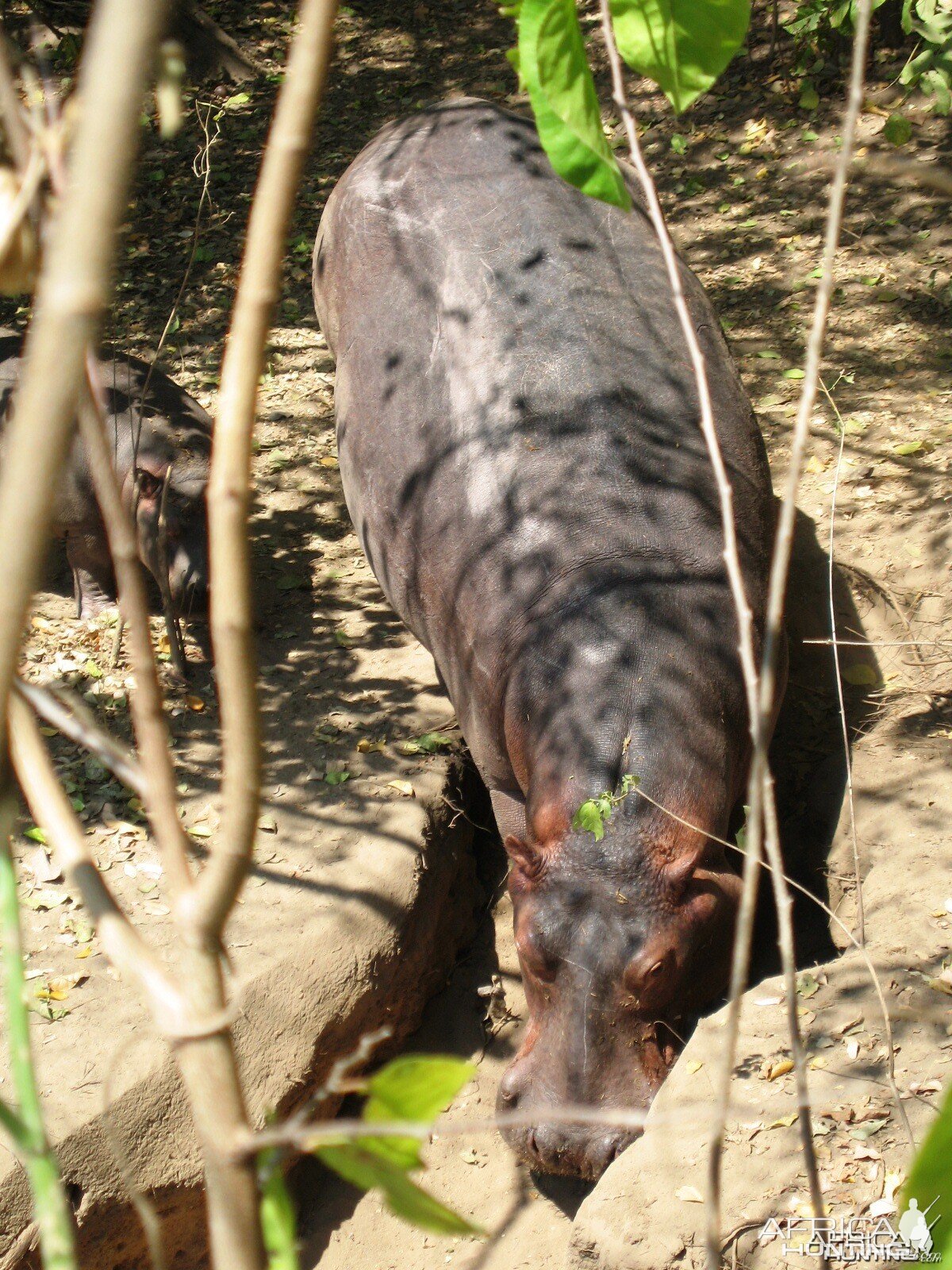 Mom and baby Hippo going to the river...