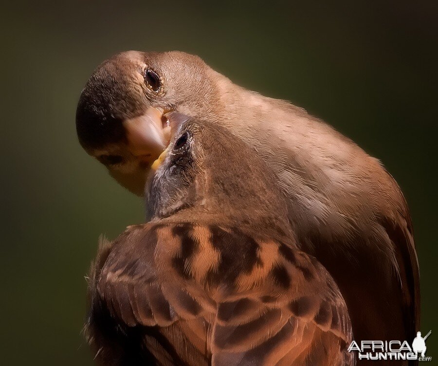 Mom Sparrow feeding her young chick...