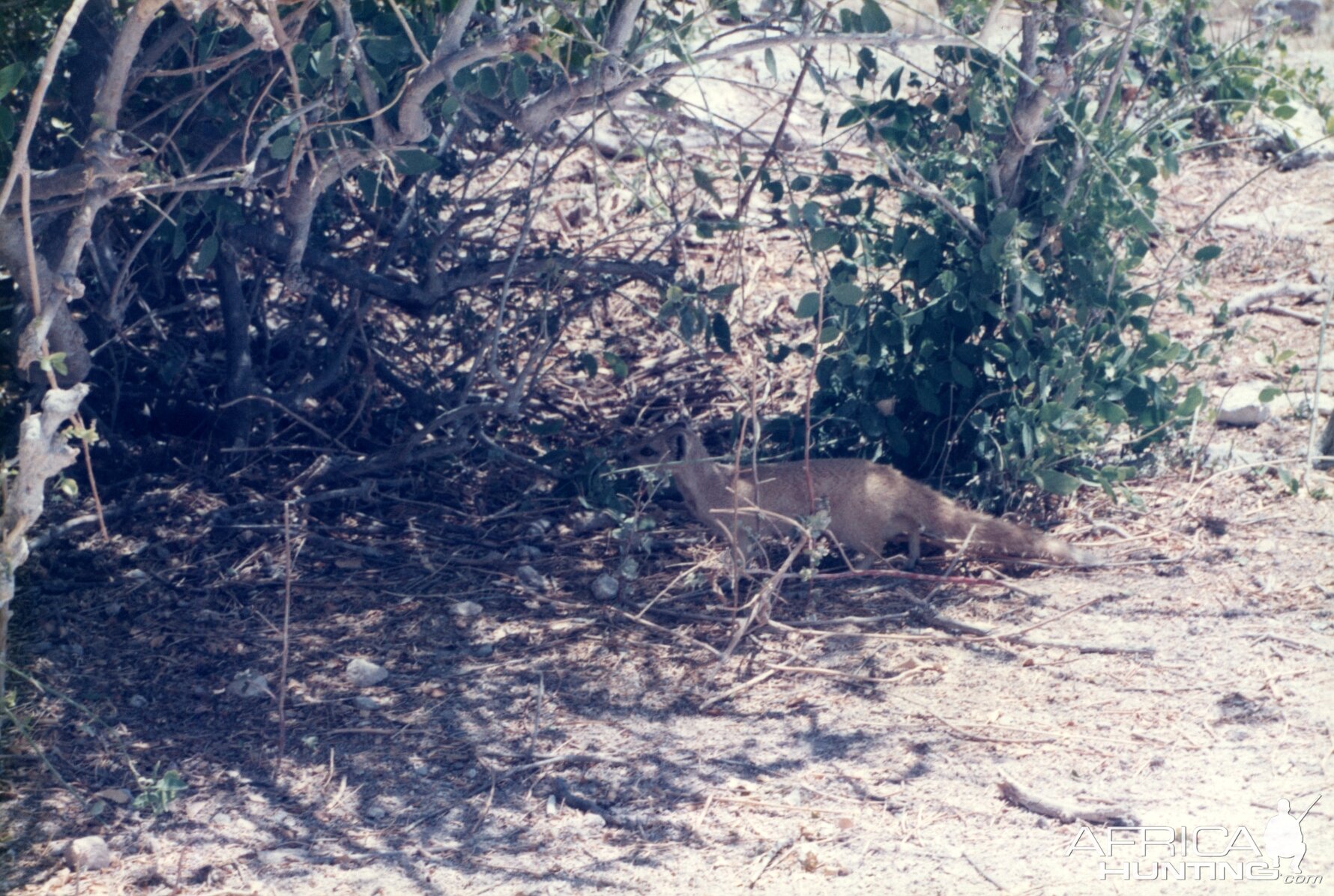 Mongoose at Etosha National Park in Namibia