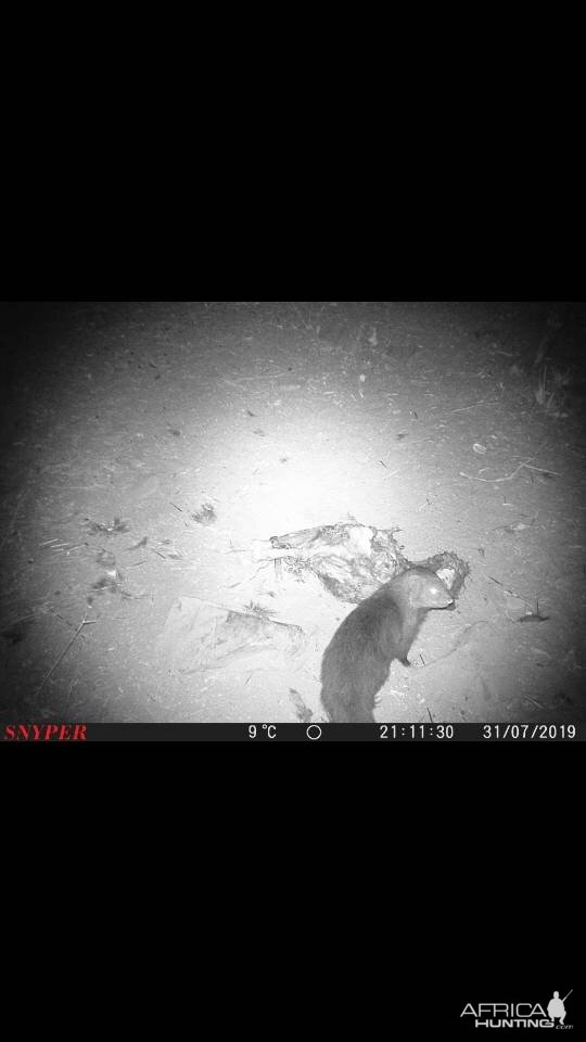 Mongoose Trail Cam Pictures South Africa