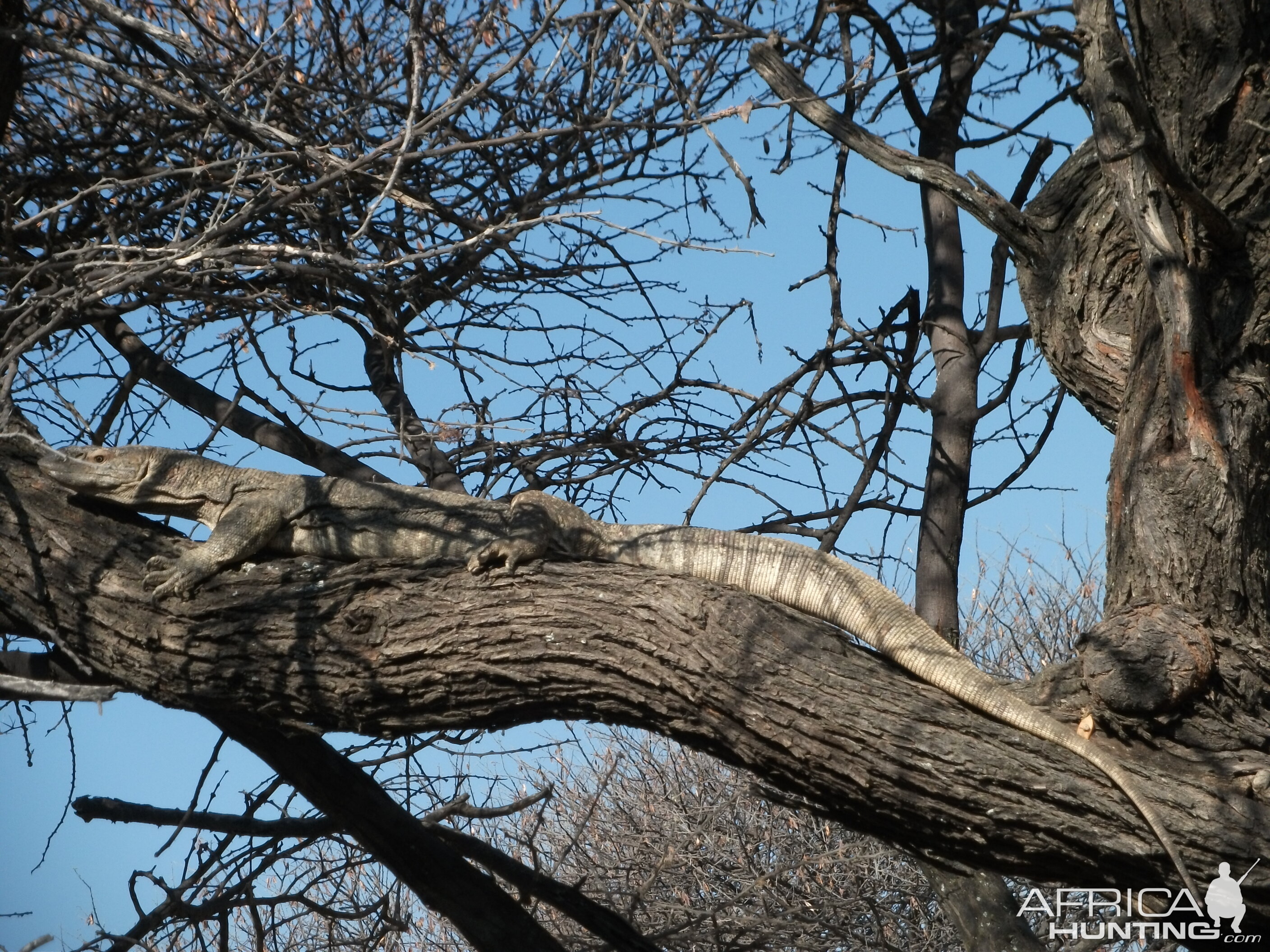 Monitor Lizard Namibia