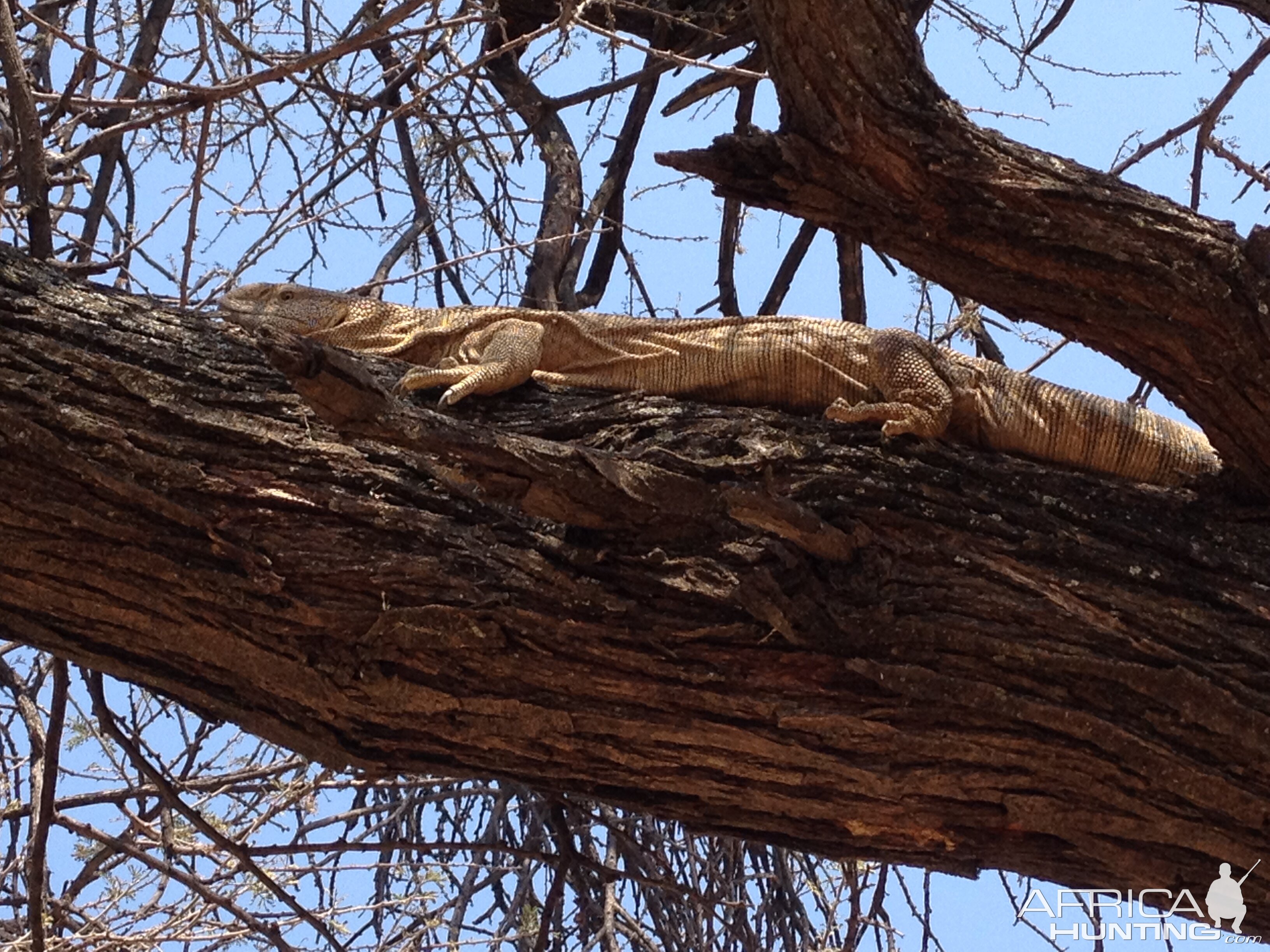 Monitor Lizard Namibia