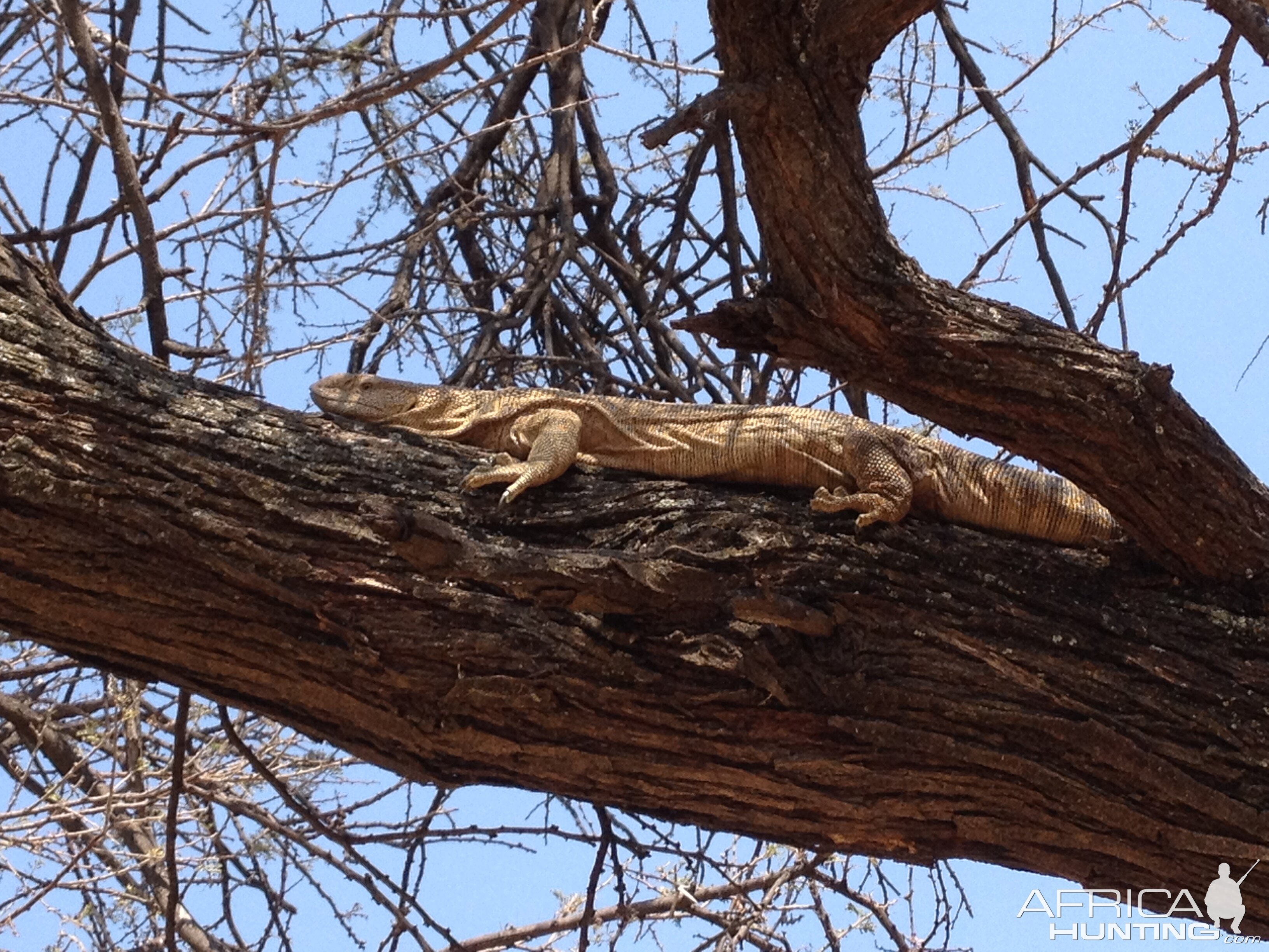 Monitor Lizard Namibia