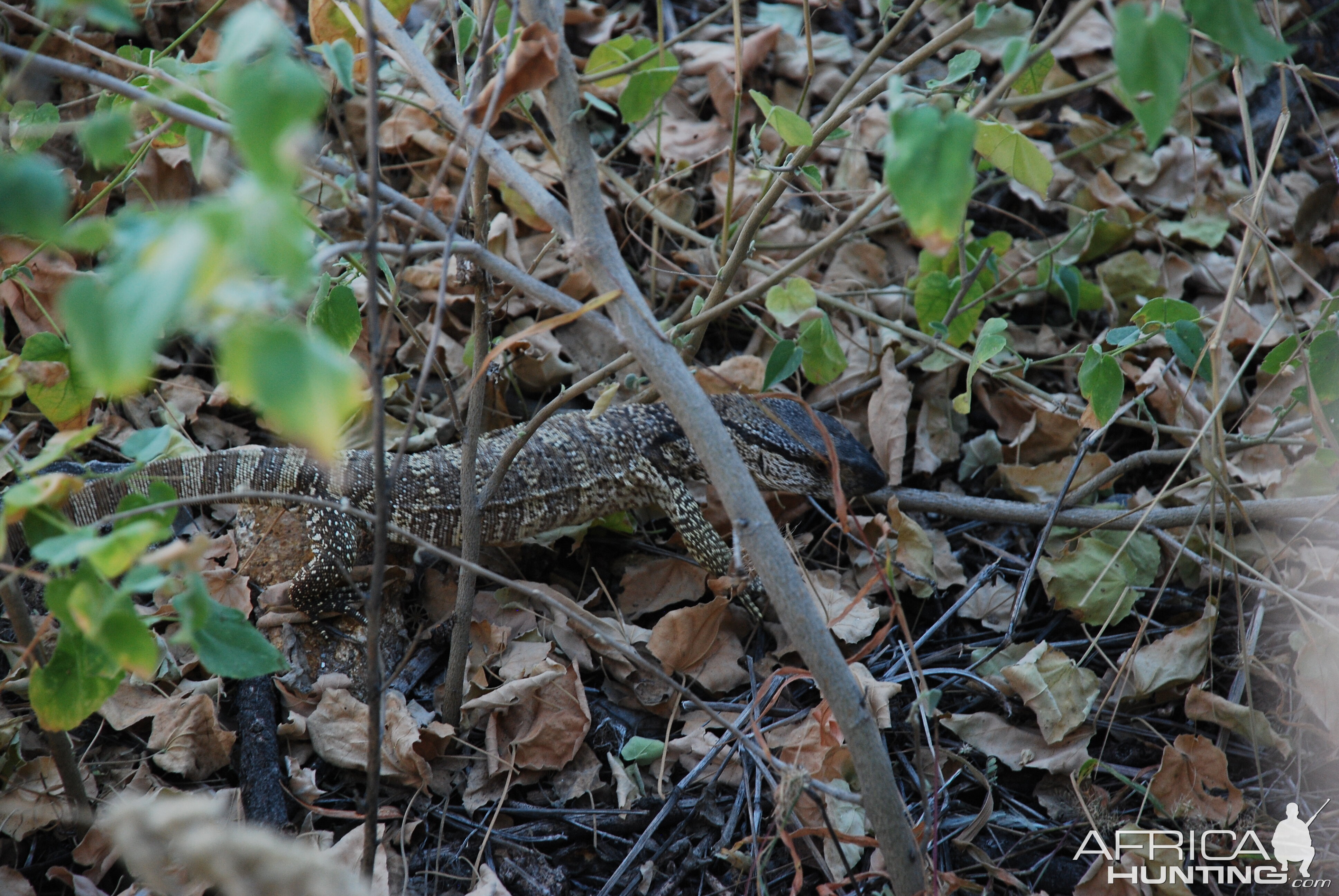 Monitor Lizard, Namibia