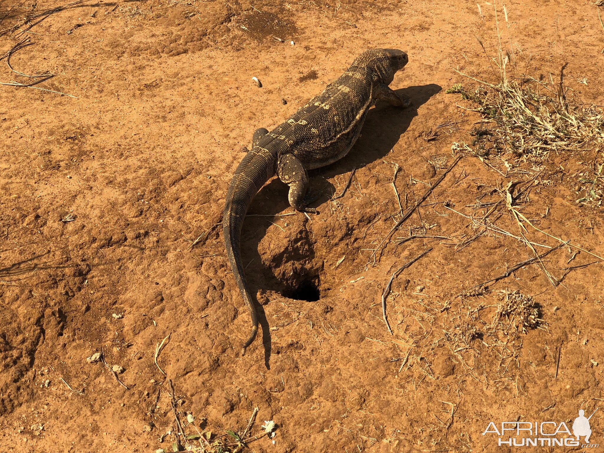 Monitor Lizard South Africa