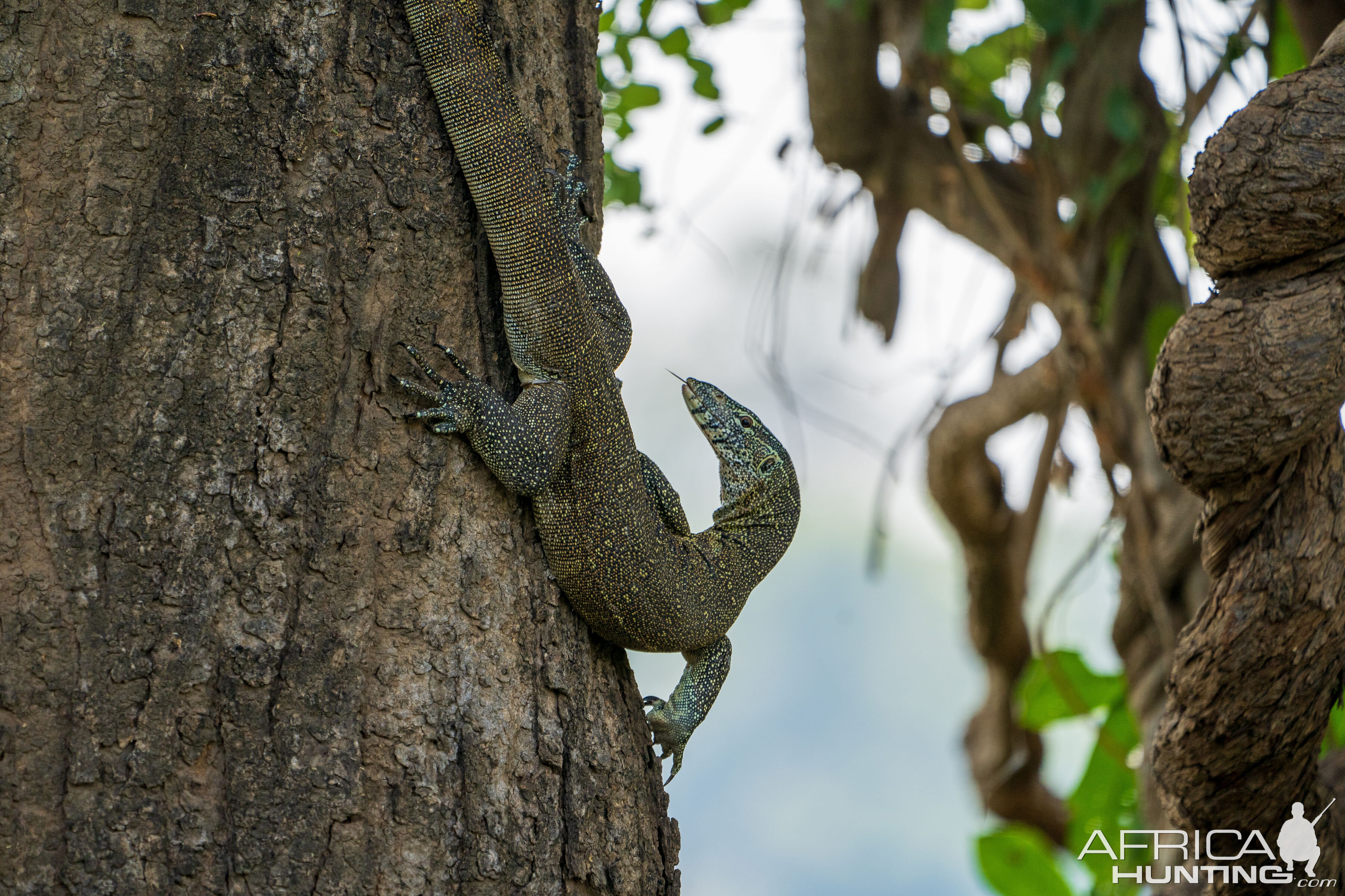 Monitor Lizard Zambia