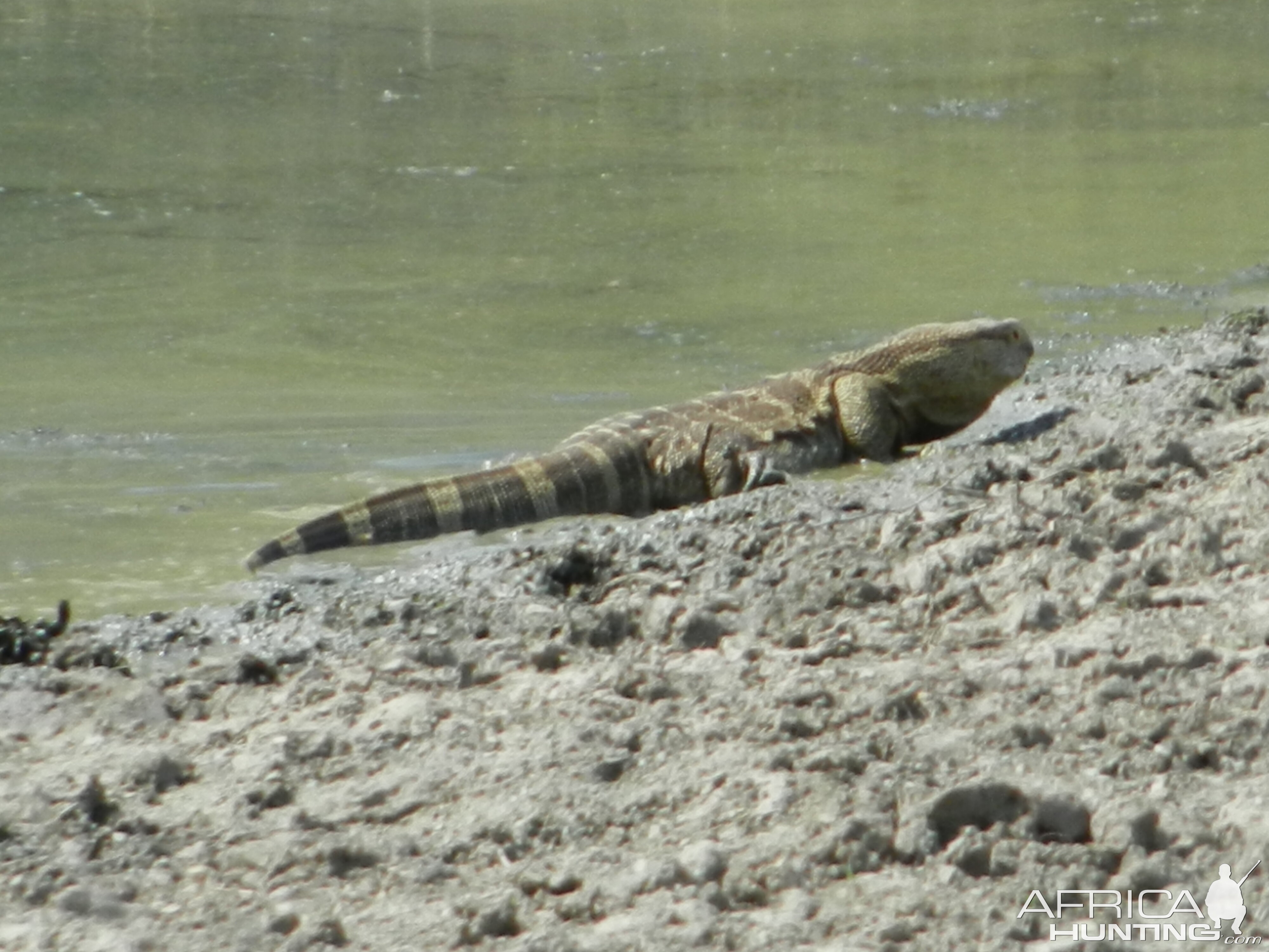 Monitor Lizard