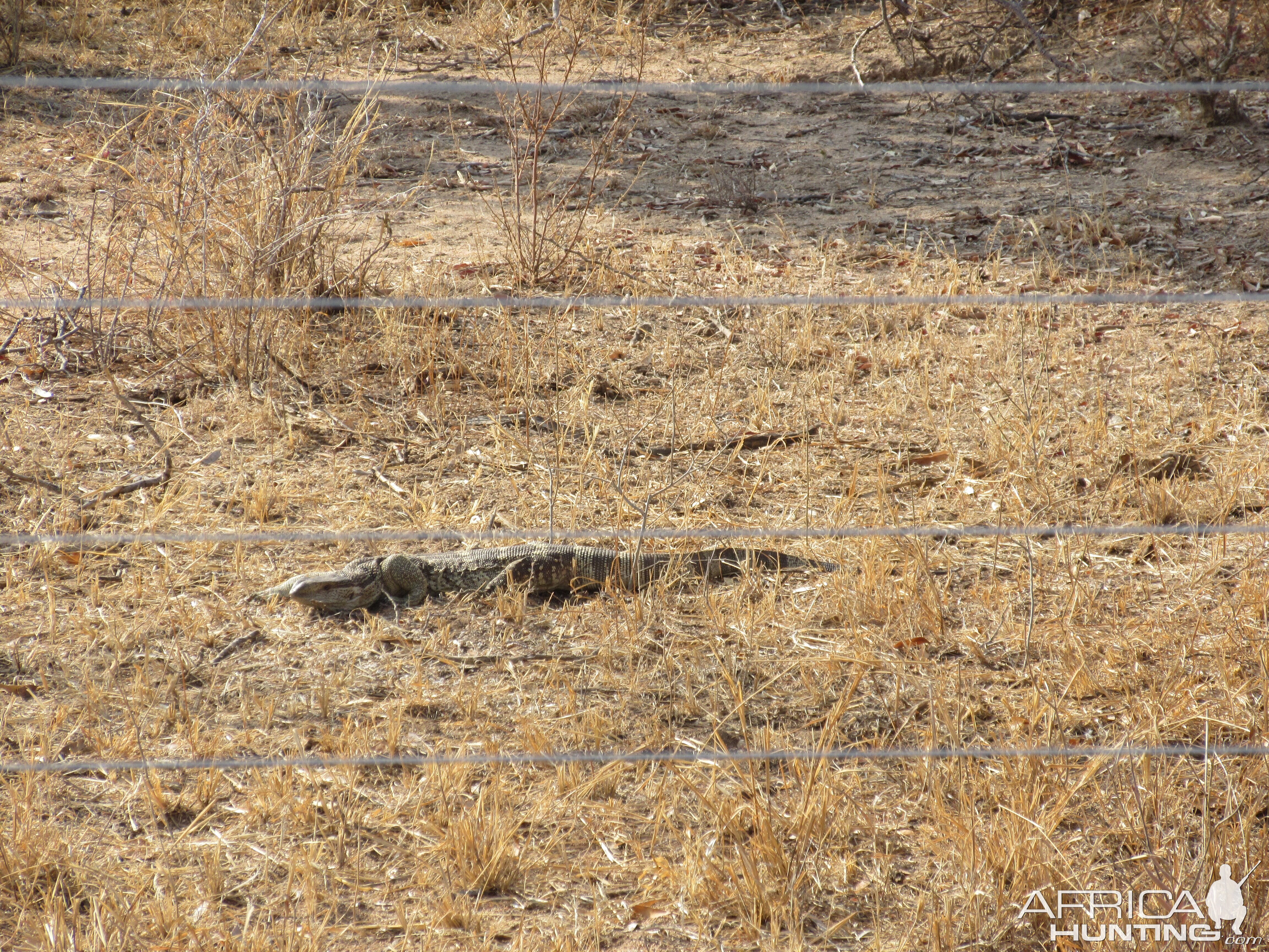 Monitor Lizard