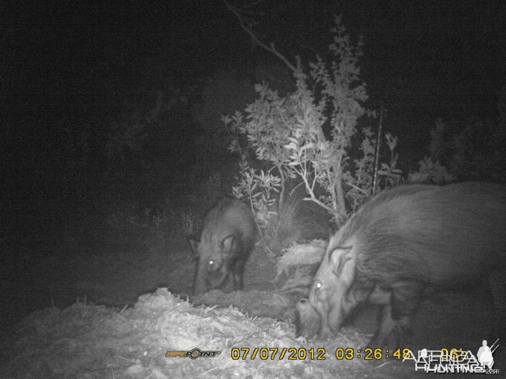 monster bushpig on trailcam