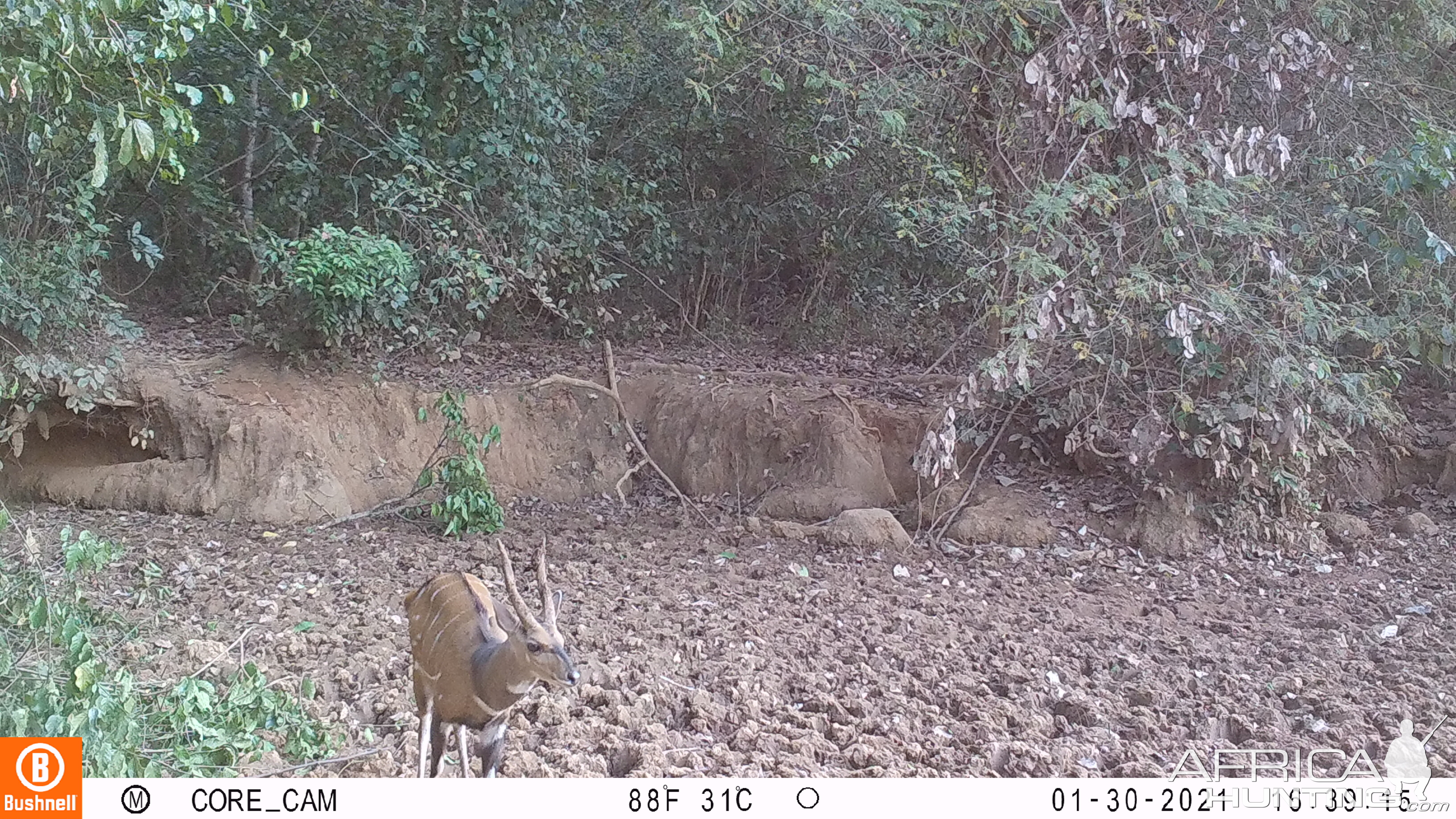 Monster harnessed bushbuck