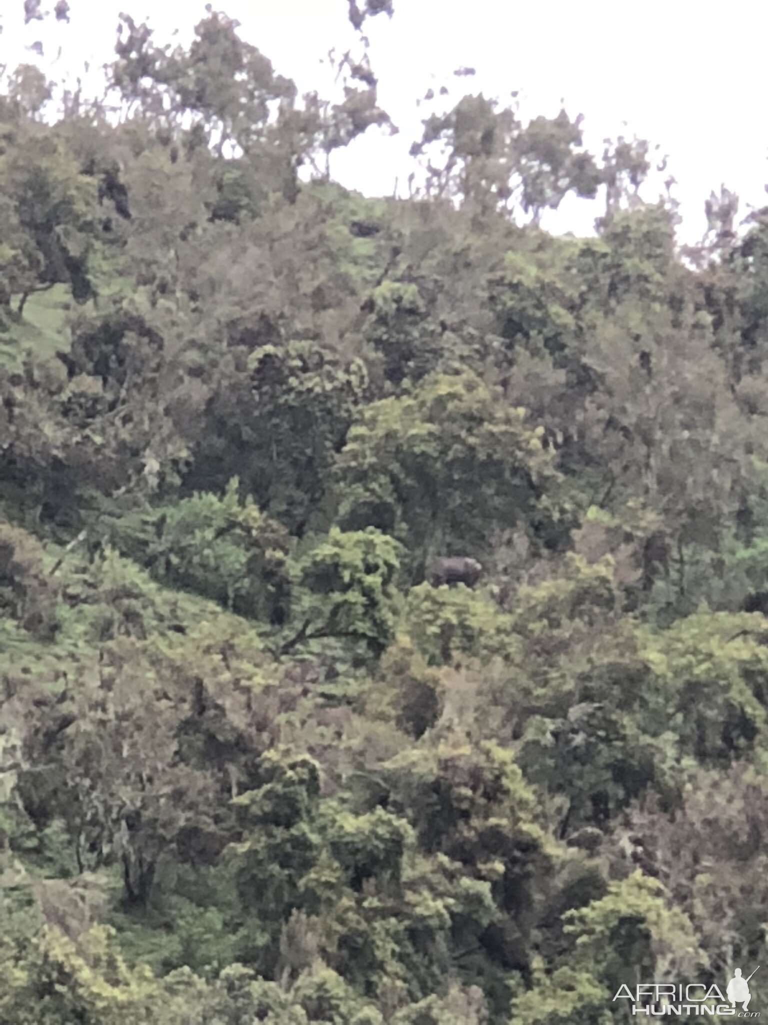 Montain Nyala in Mountains