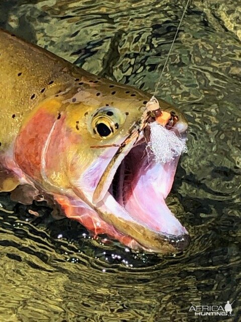 Montana, Idaho & Wyoming USA Fly Fishing Rainbow Trout