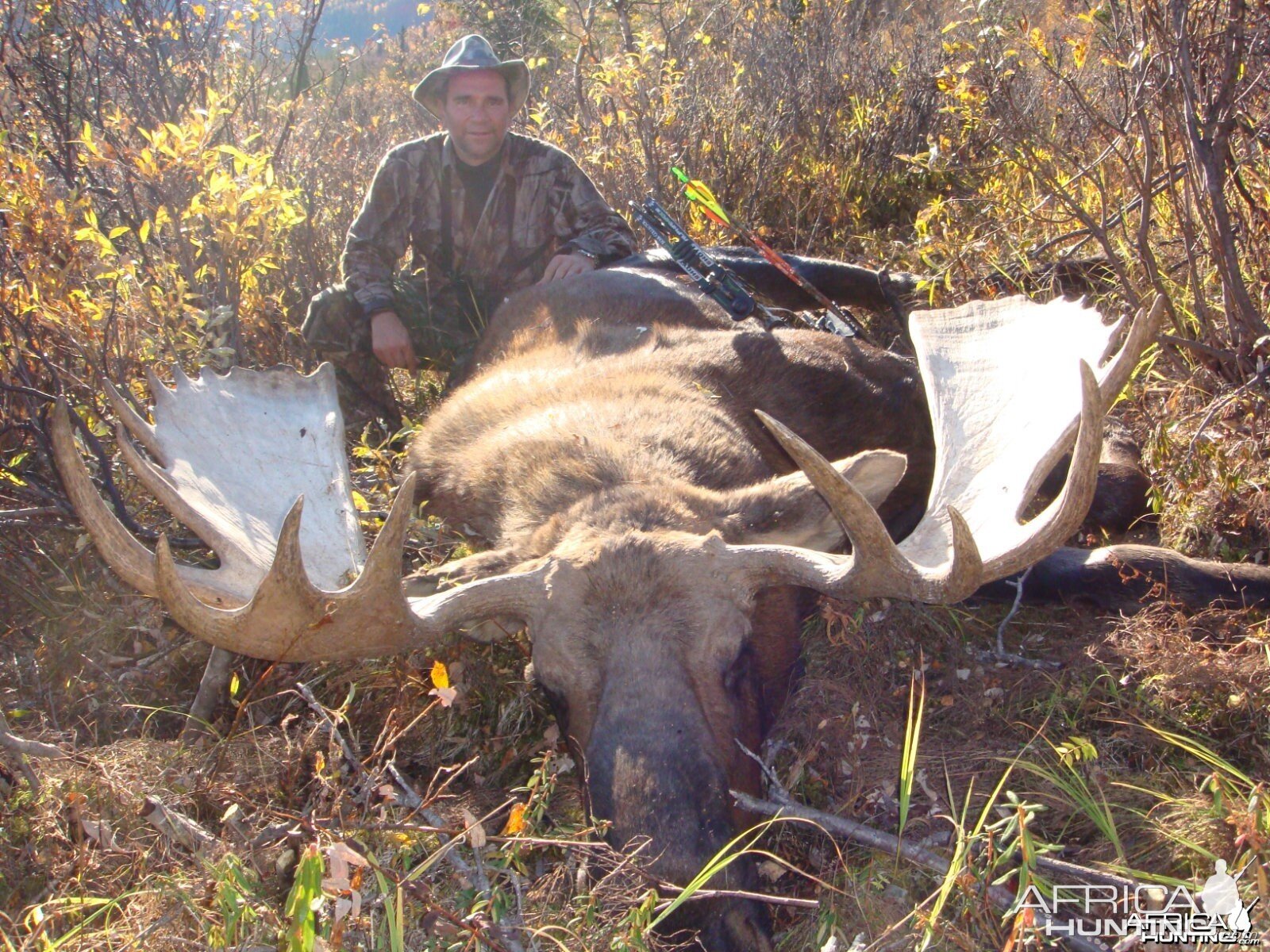 Moose Alaska 2010