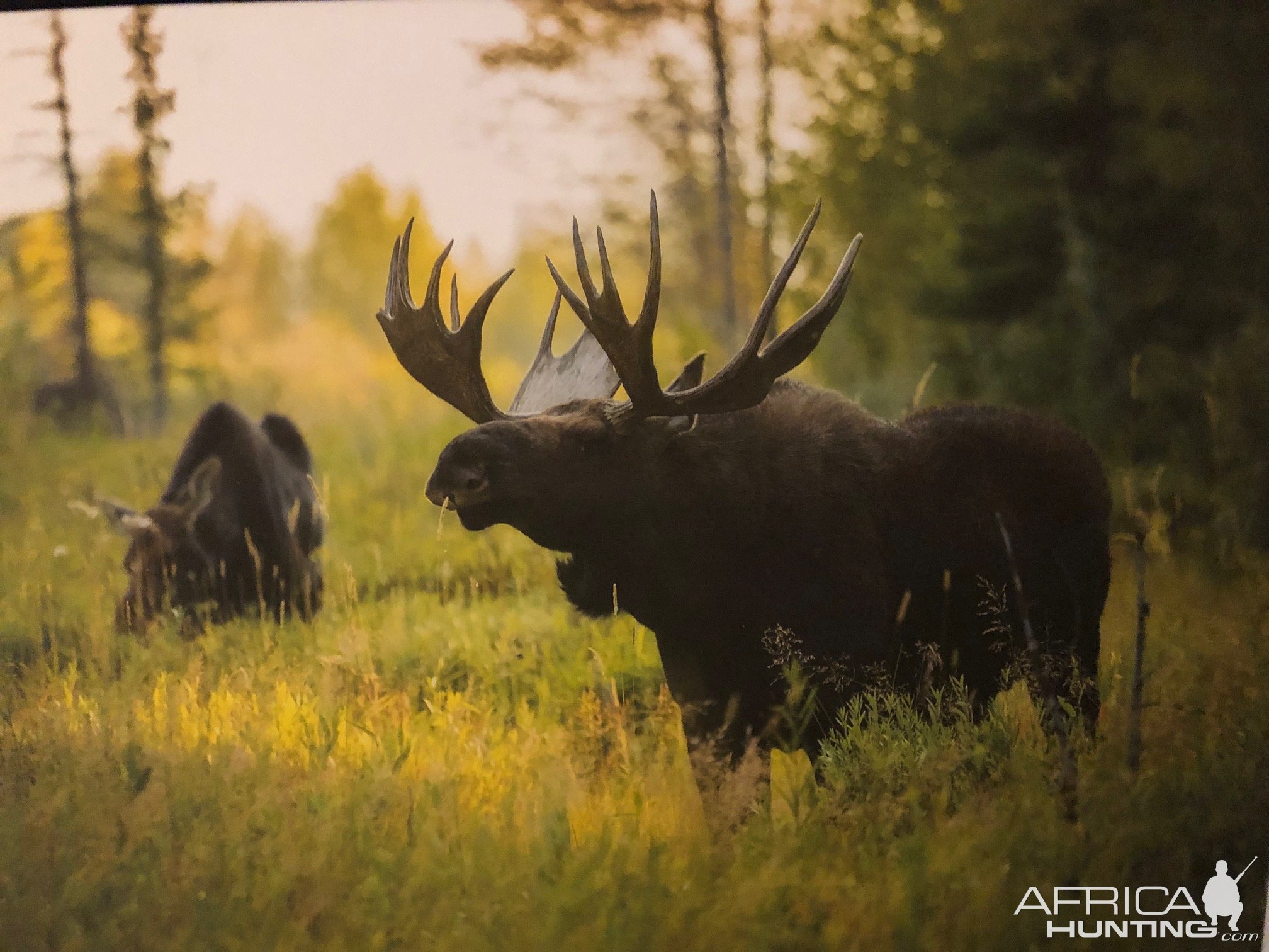 Moose Alaska