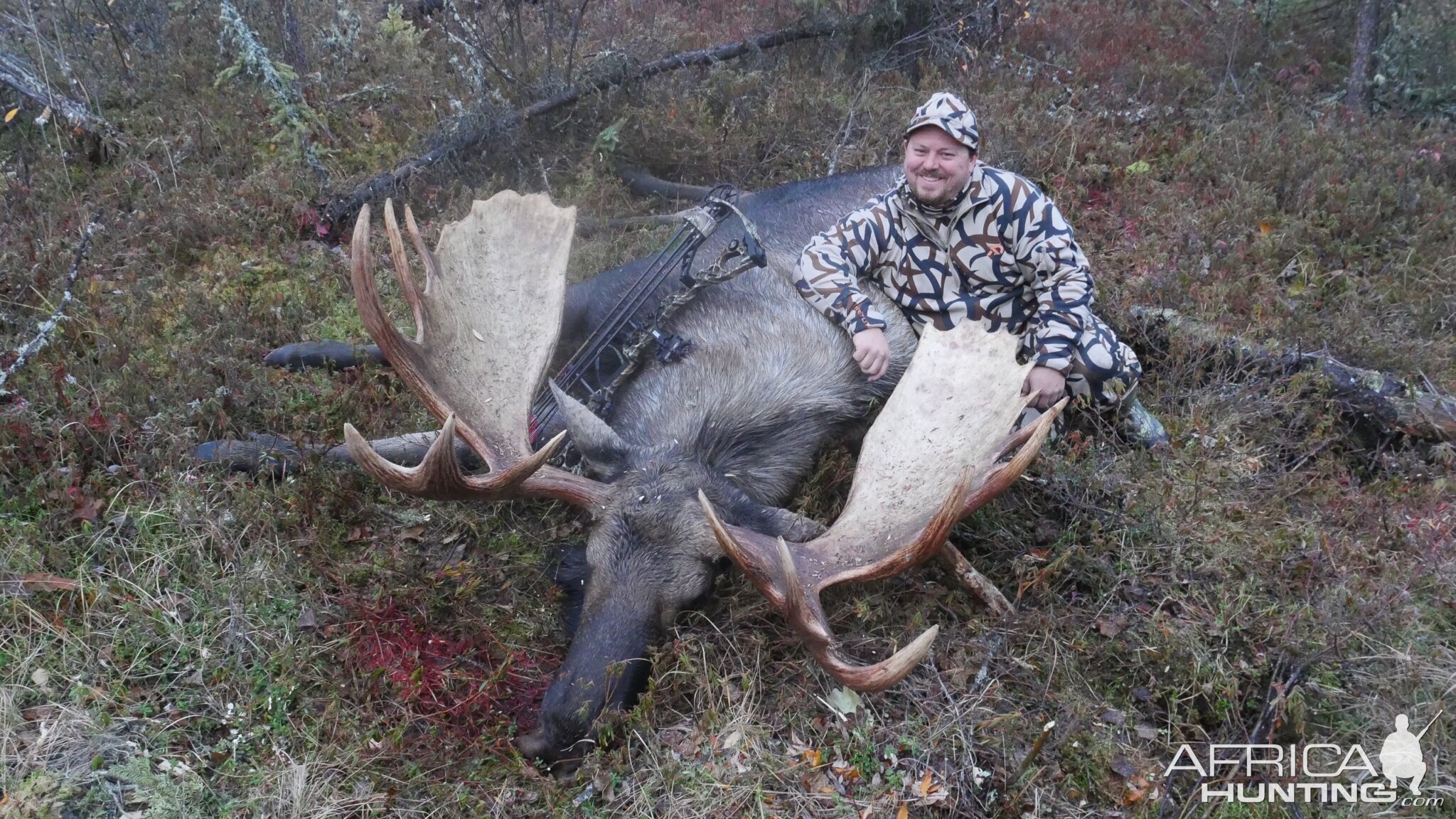 Moose Bow Hunting Alaska Canada