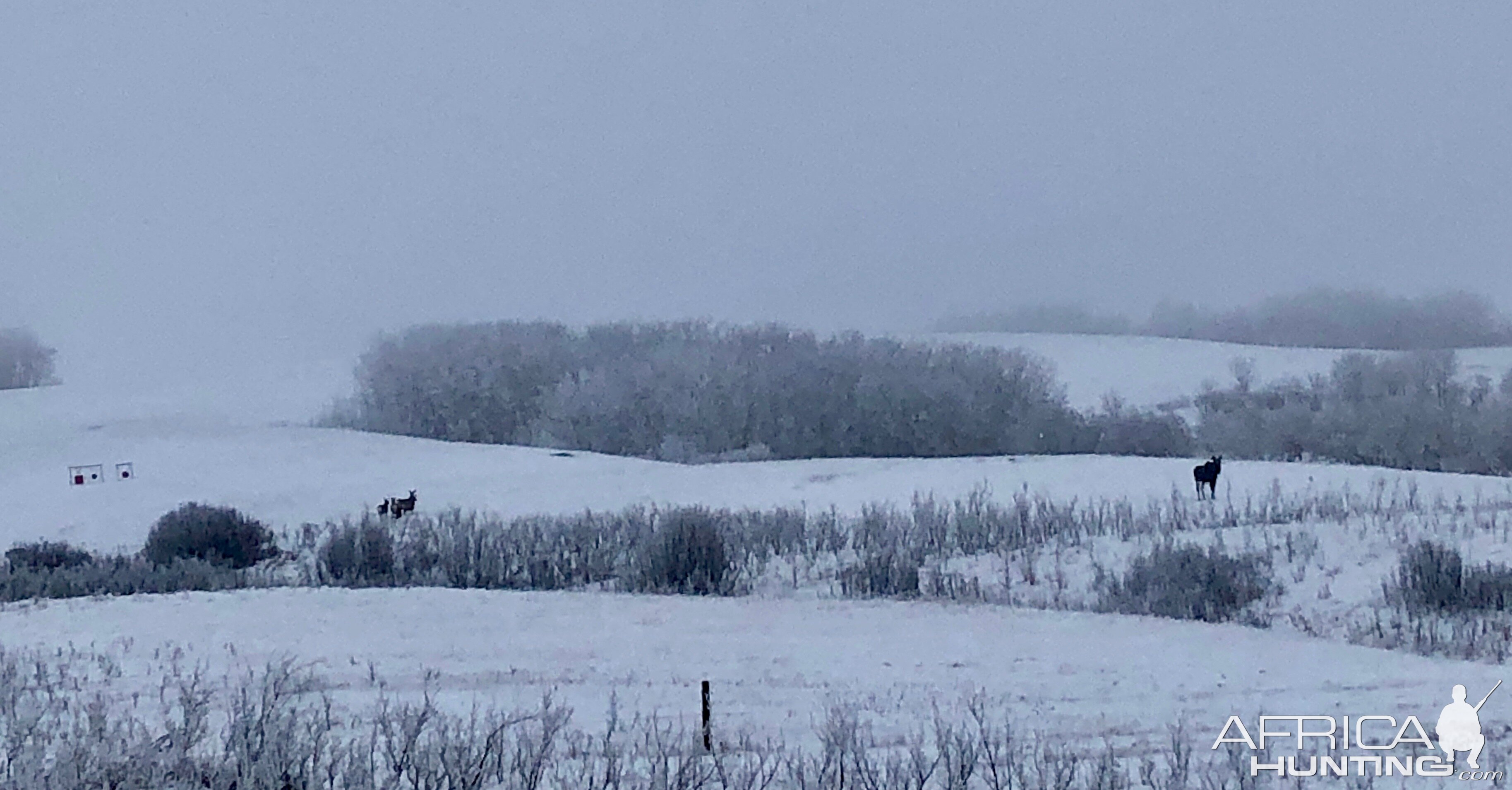 Moose Canada