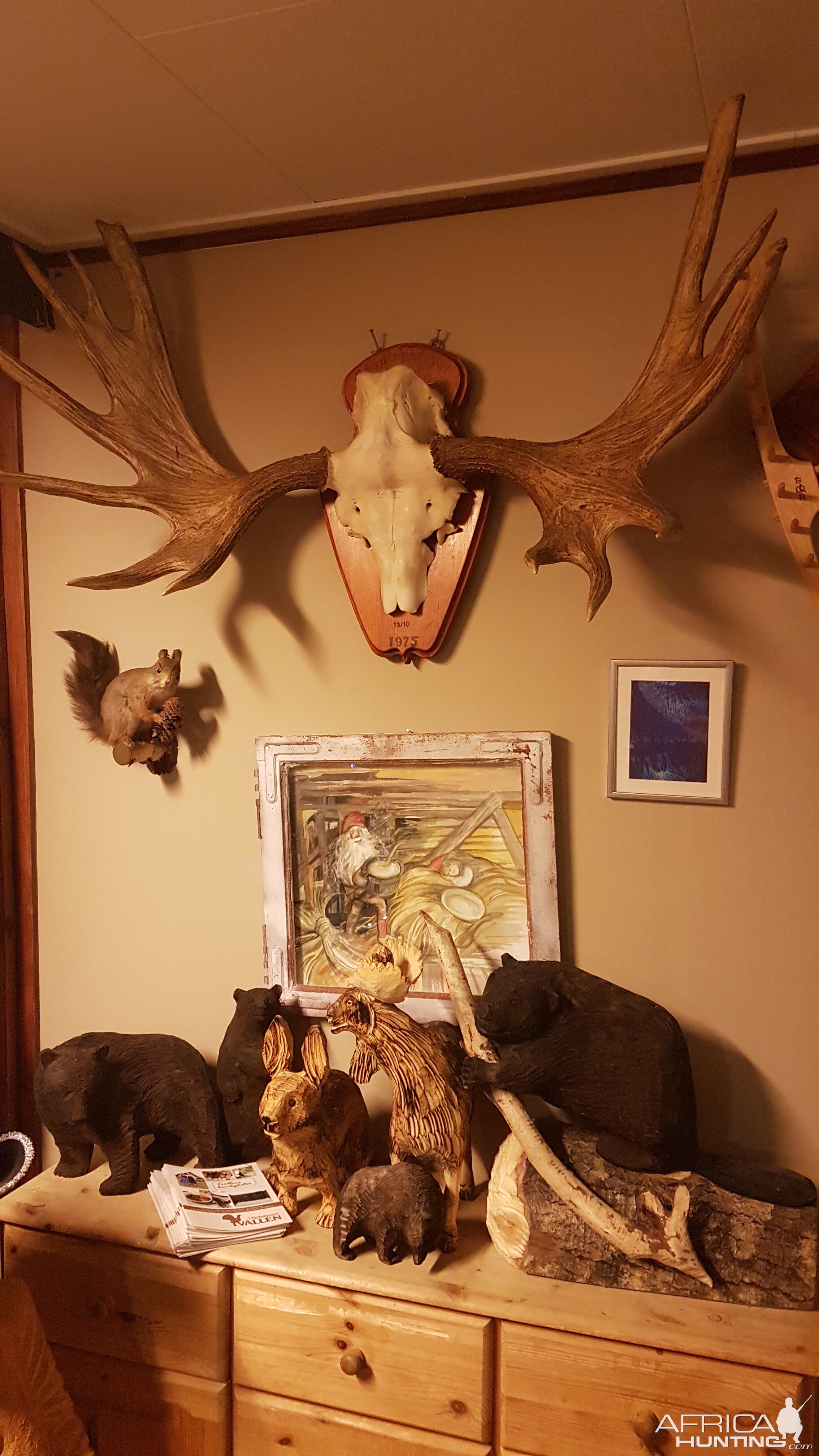 Moose European Skull Mount Taxidermy