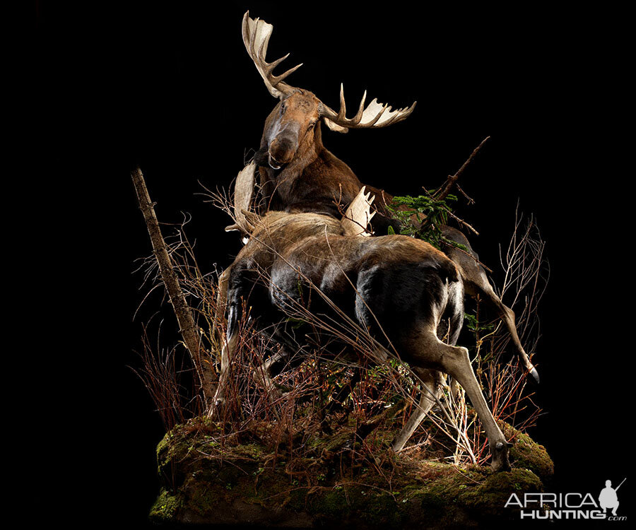 Moose Full Mount Taxidermy