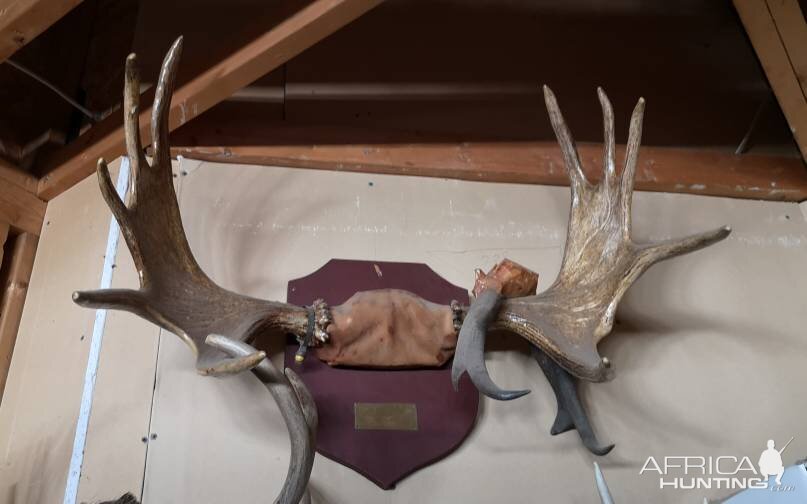 Moose Horn Mount Taxidermy