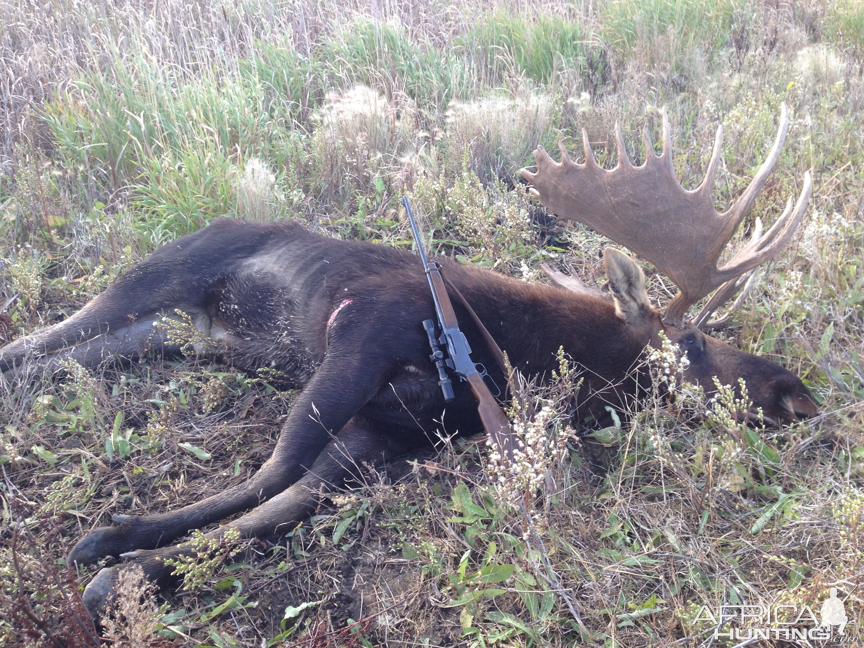 Moose Hunt Canada