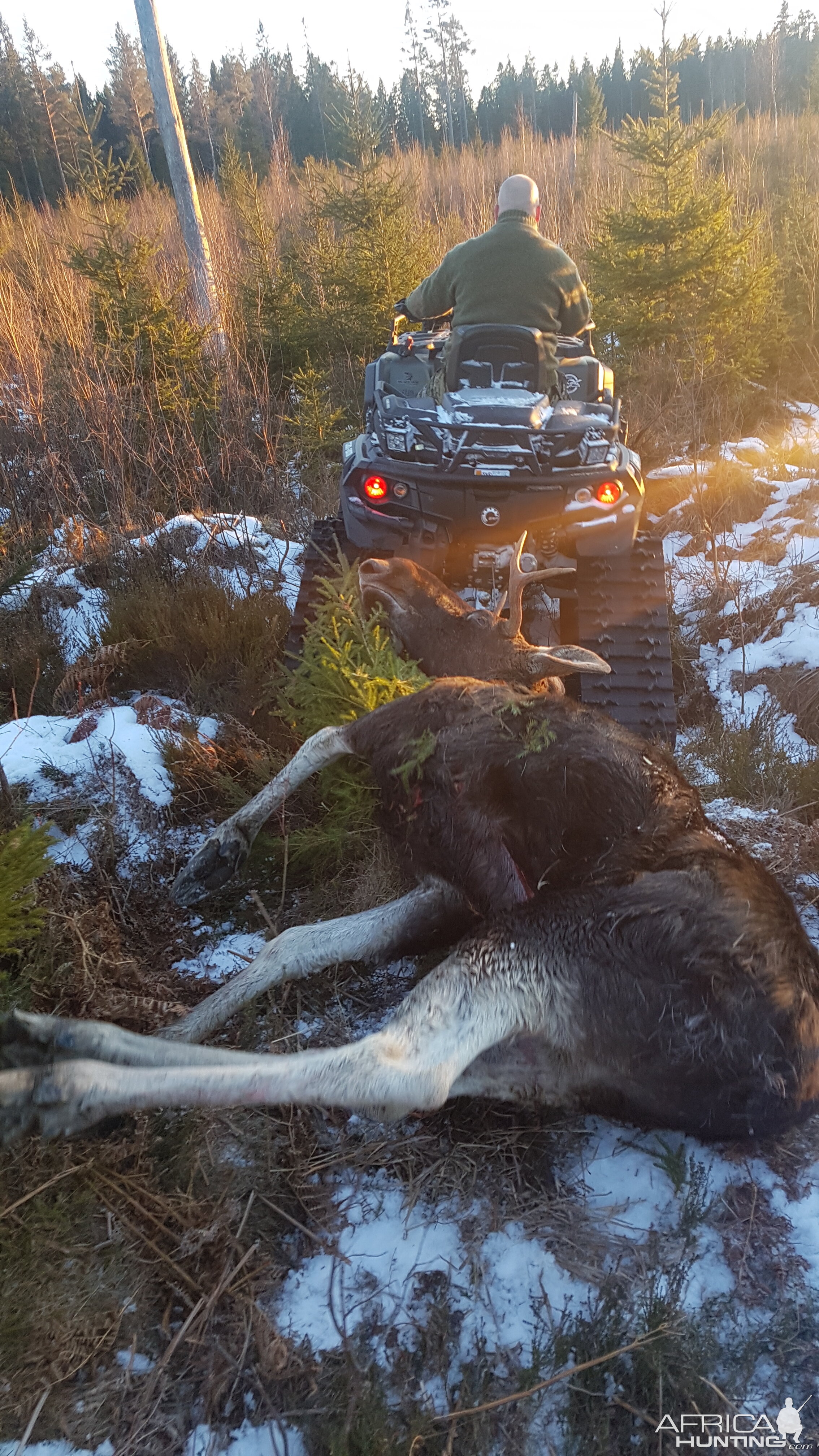 Moose Hunt Sweden