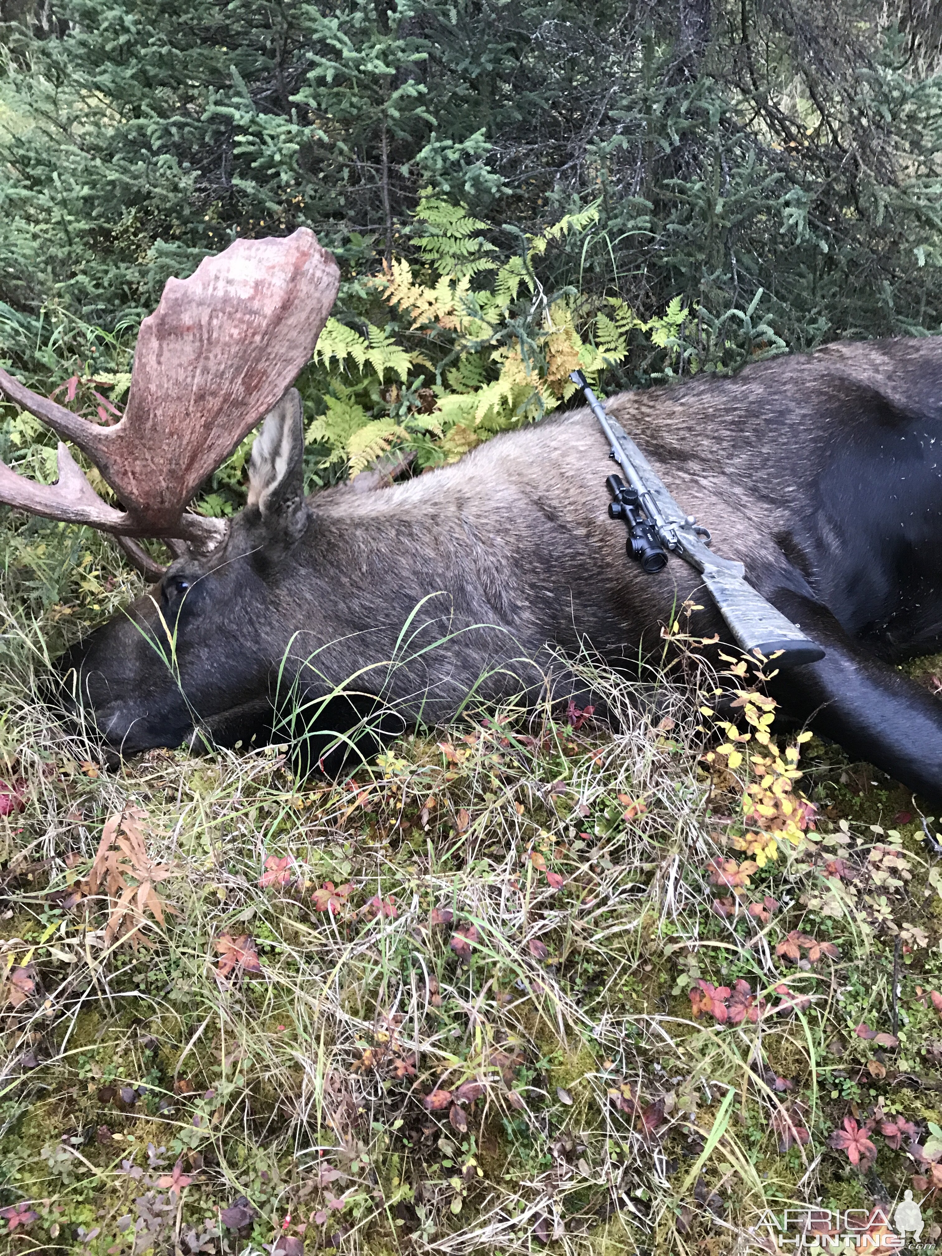 Moose Hunting USA