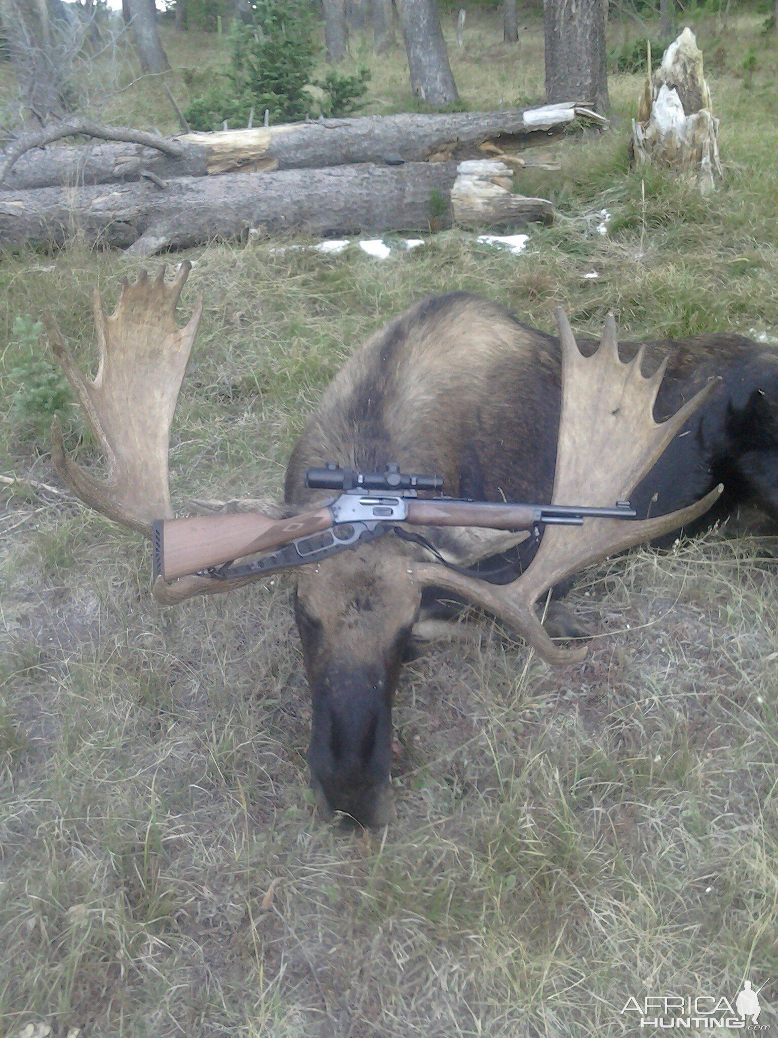 Moose Hunting