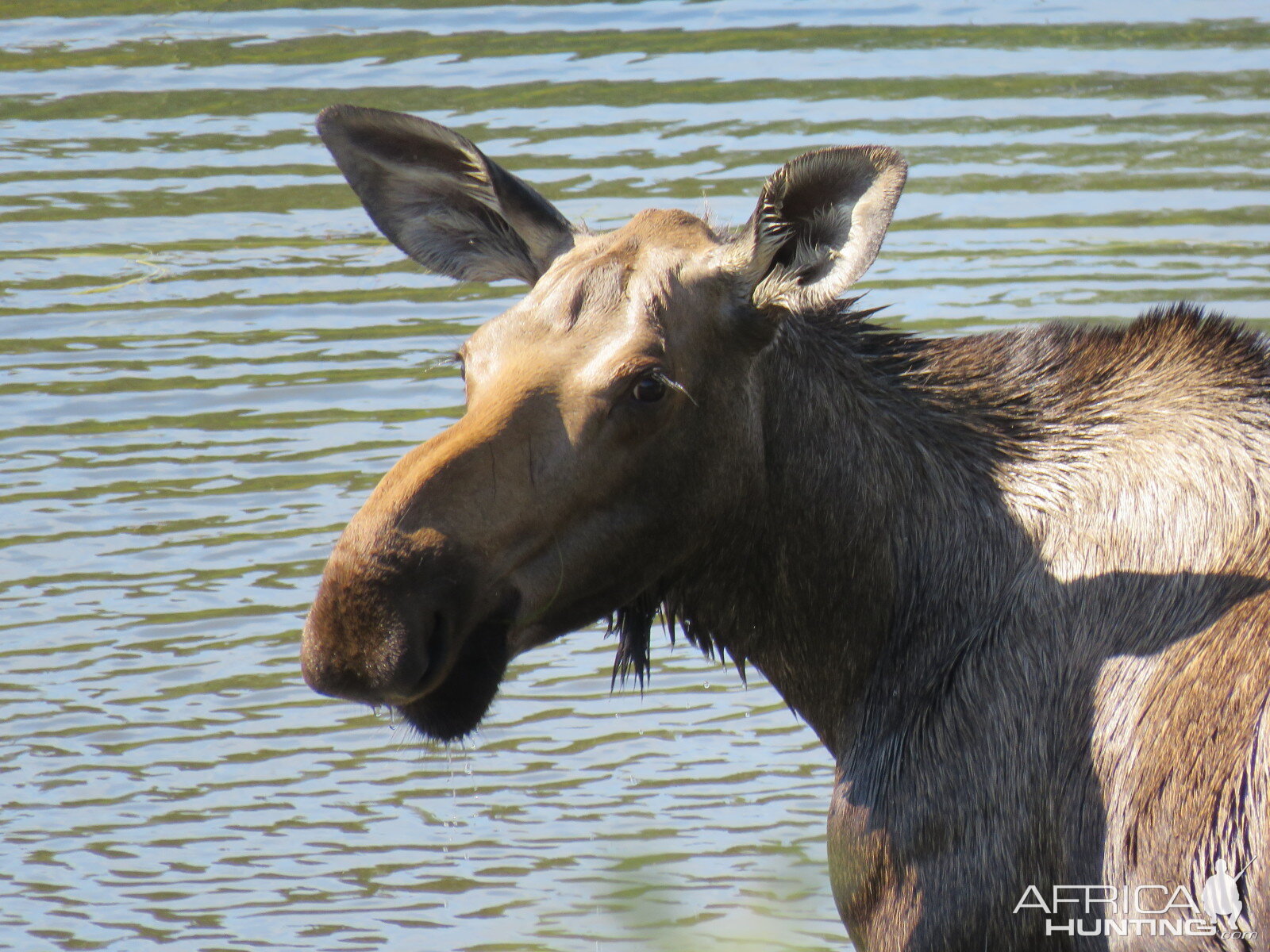 Moose in Alaska