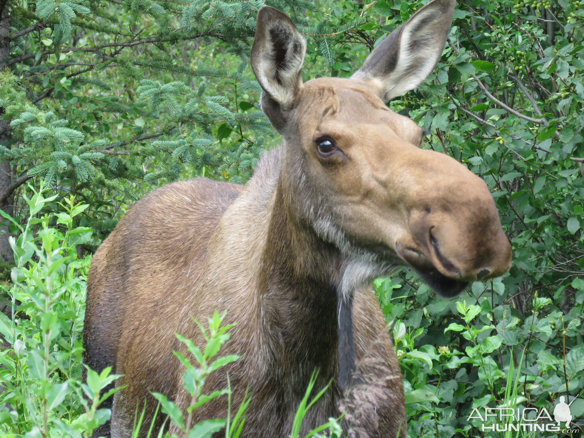 Moose in Alaska