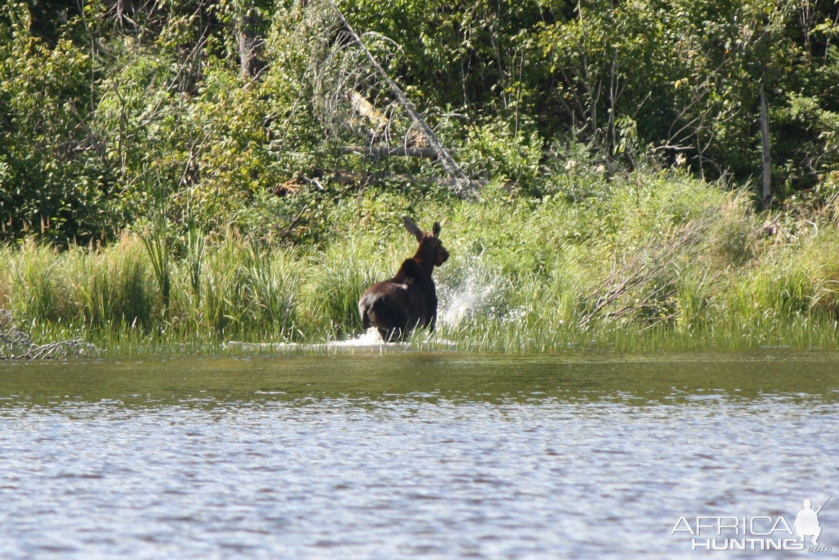 Moose in canada