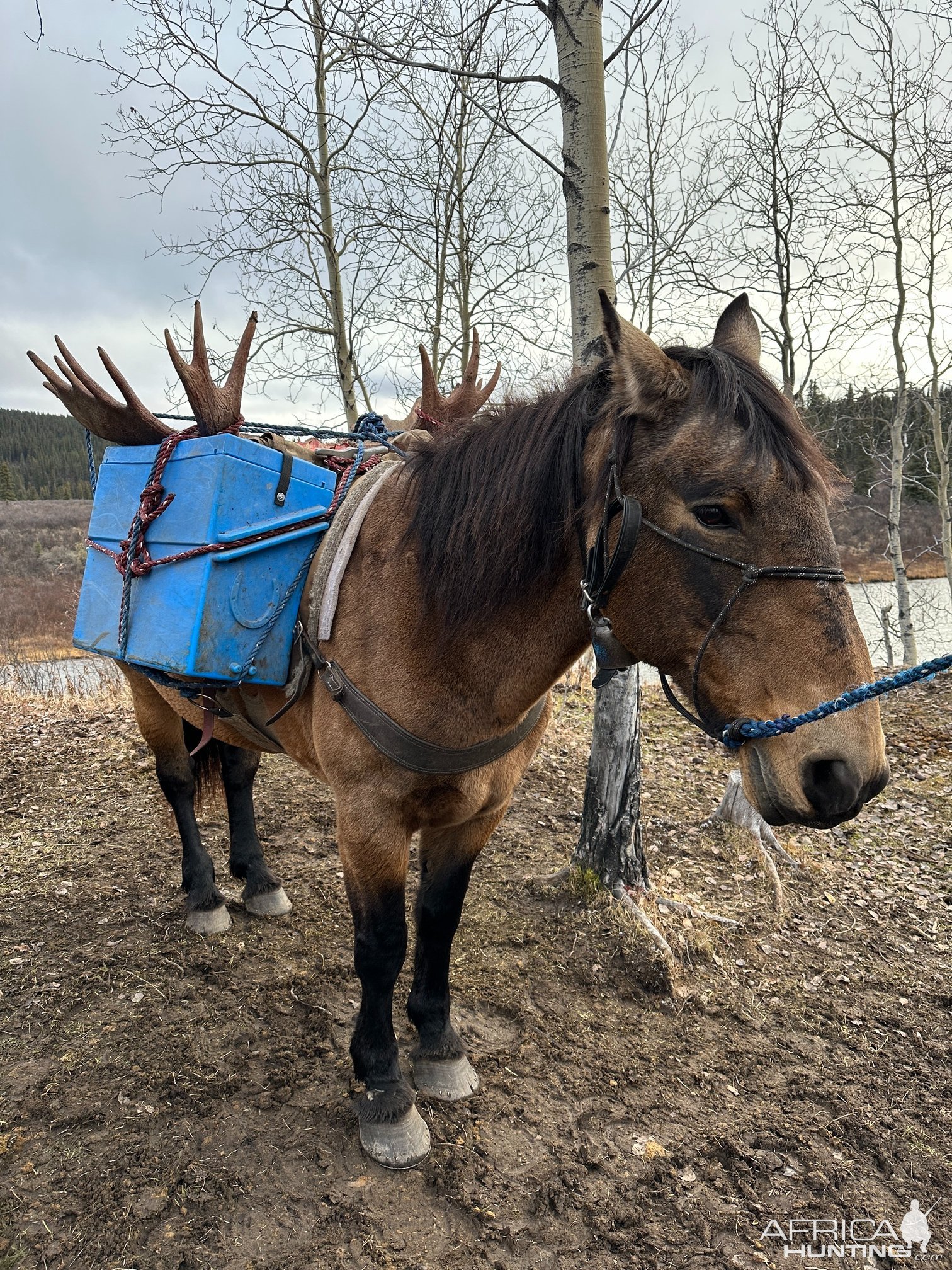 Moose Recovery By Horse Canada