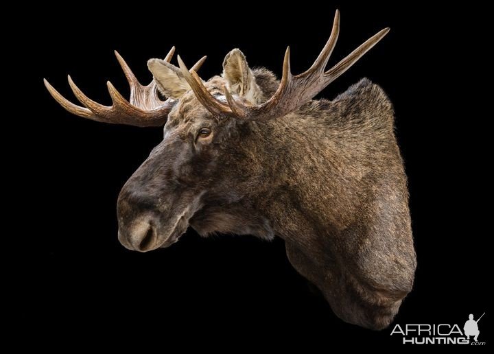 Moose Shoulder Mount Taxidermy