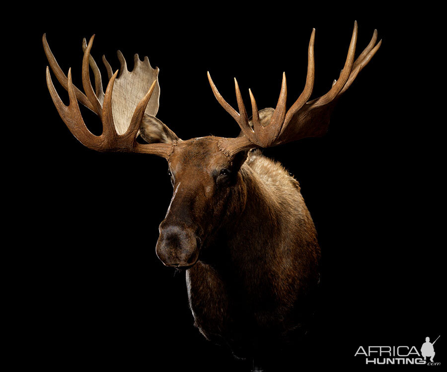 Moose Shoulder Mount Taxidermy