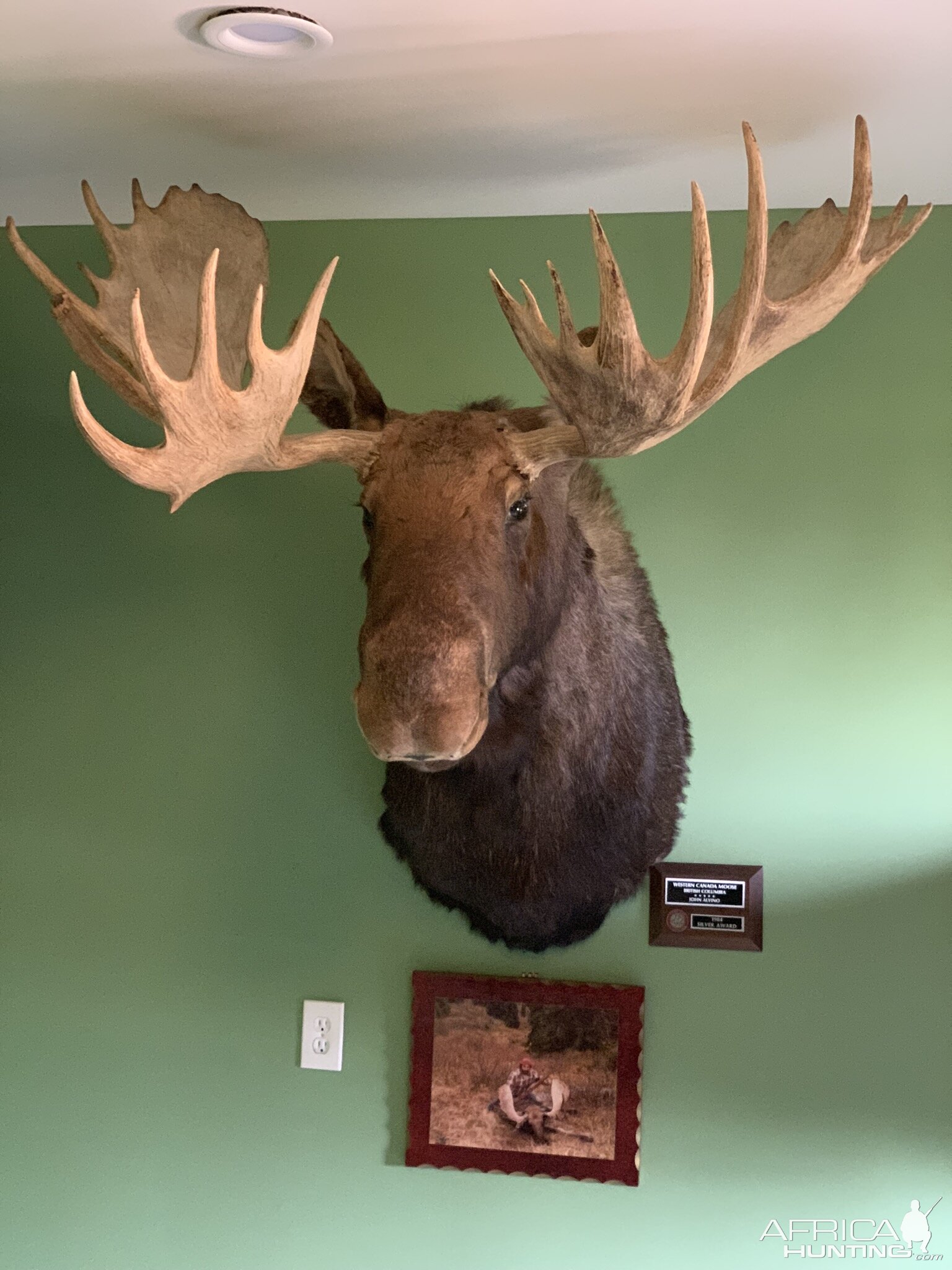 Moose Shoulder Mount Taxidermy