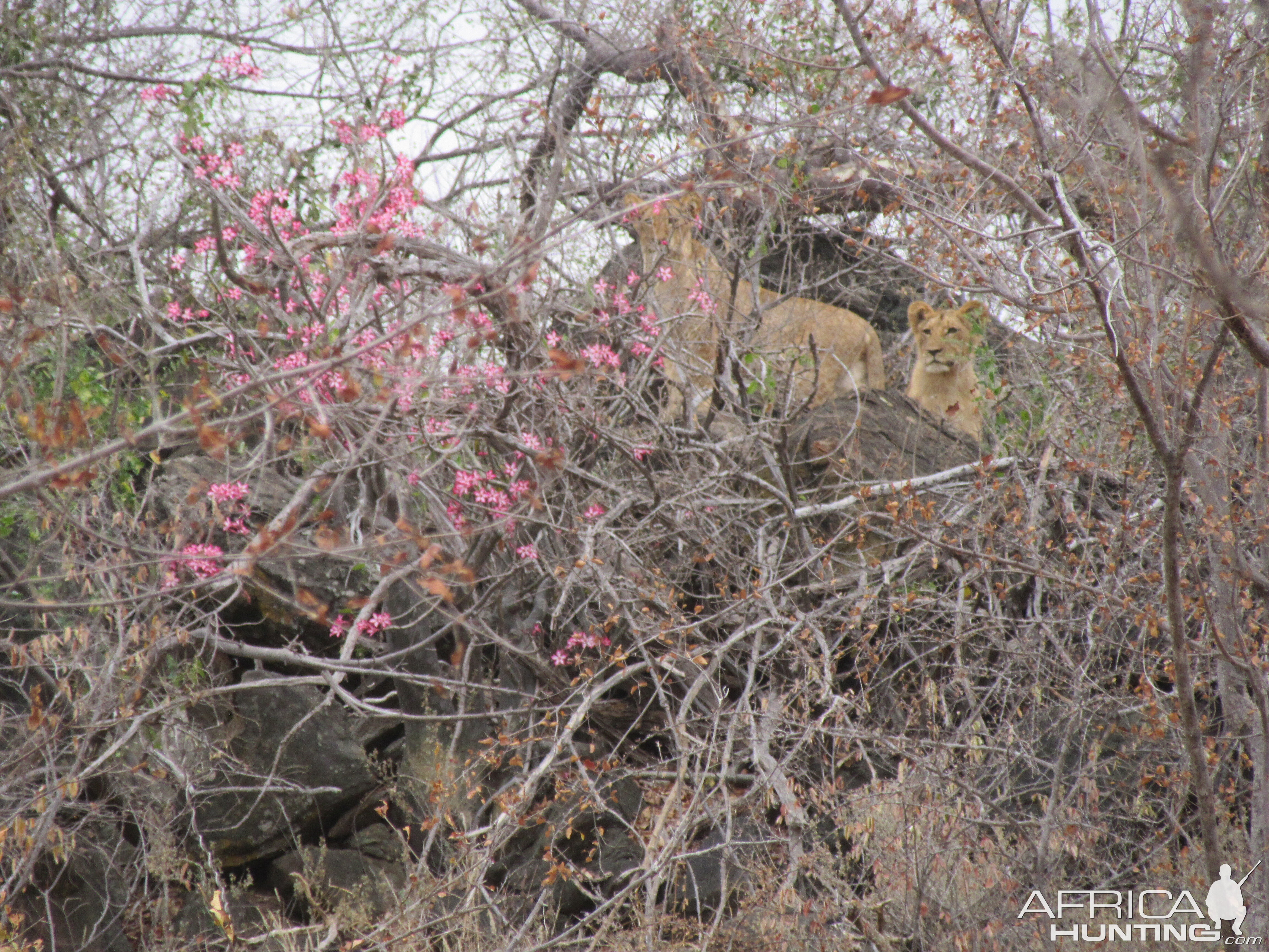 More Lions!