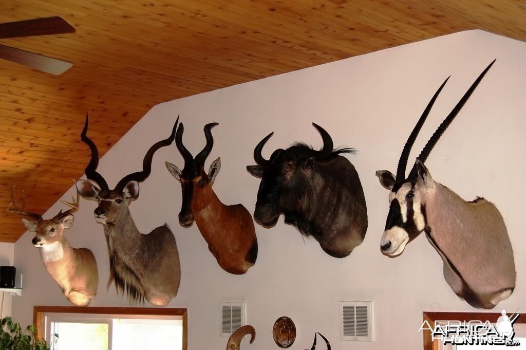 Moredou Taxidermy