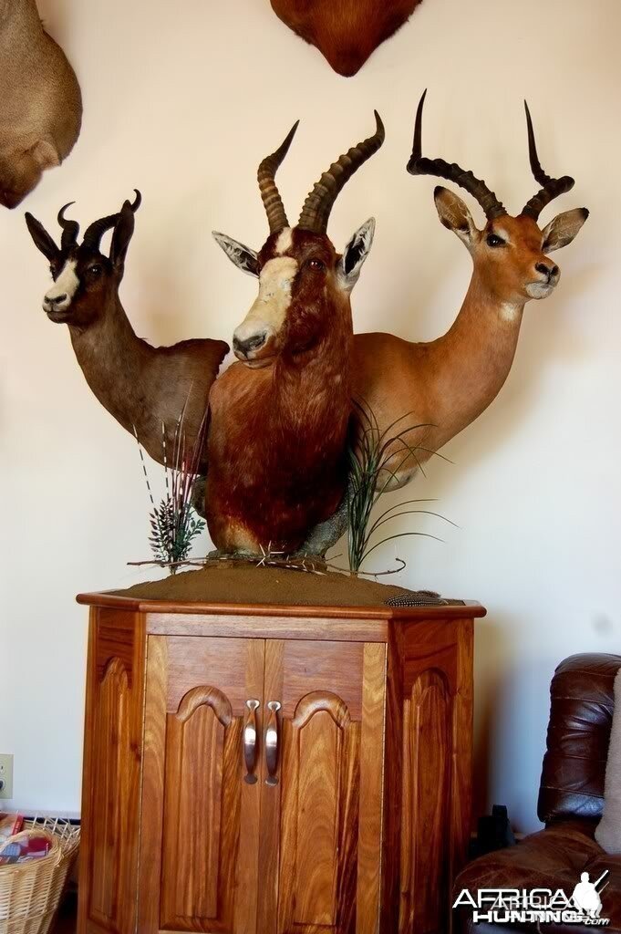 Moredou Taxidermy