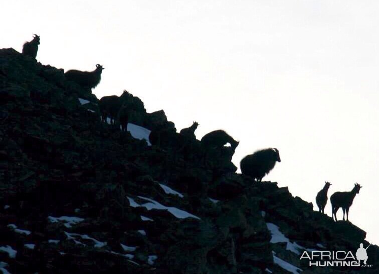 Morning Tahr