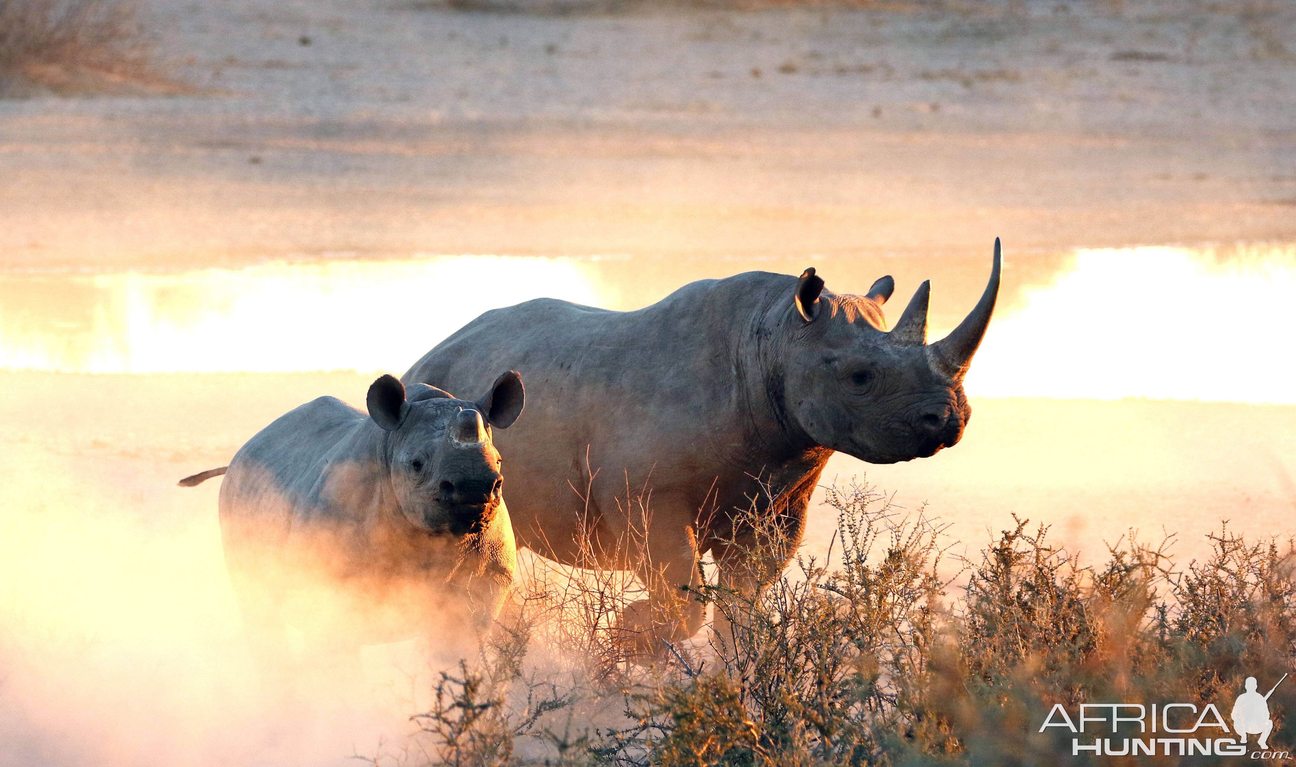 Mother and calf