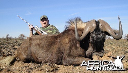 Motsomi Safaris - Black wildebeest