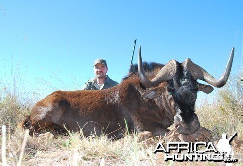 Motsomi Safaris - Black wildebeest