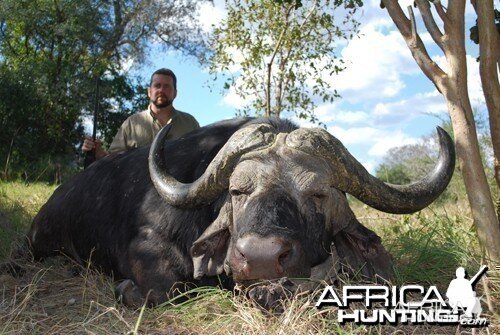 Motsomi Safaris - Cape Buffalo